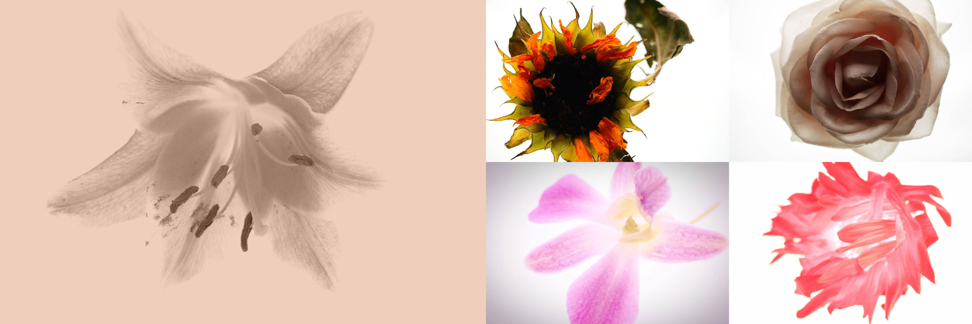 いずれもOM SYSTEM OM-1／M.ZUIKO DIGITAL ED 12-40mm F2.8 PRO／絞り優先AE／ISO 800（左）F3.2・1/200秒・＋4EV （中上）F4・1/400秒・＋1.3EV （中下）F4・1/640秒・＋2EV （右上）F3.2・1/3,200秒・－0.7EV （右下）F4・1/250秒・＋1EV