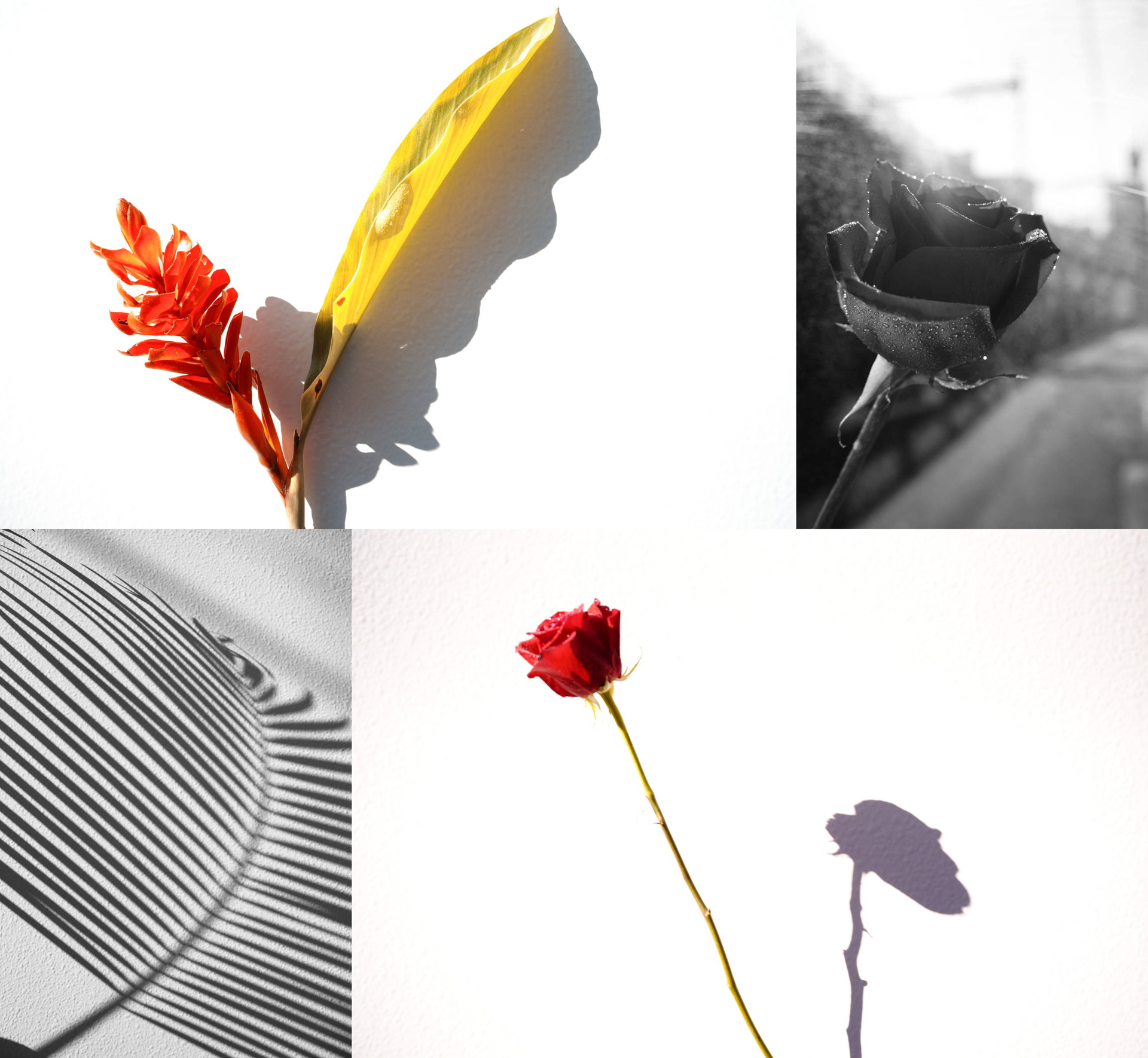 いずれもシグマ fp L／[カラー]24mm F3.5 DG DN | Contemporary [モノクロ] 45mm F2.8 DG DN | Contemporary／プログラムオート／ISO 400 （左上）F5.6・1/500秒・＋2.7EV／カラーモード：ティールアンドオレンジ （右上）F7.1・1/640秒・＋1EV／（左下）F5.6・1/640秒・＋3EV／カラーモード：サンセットレッド