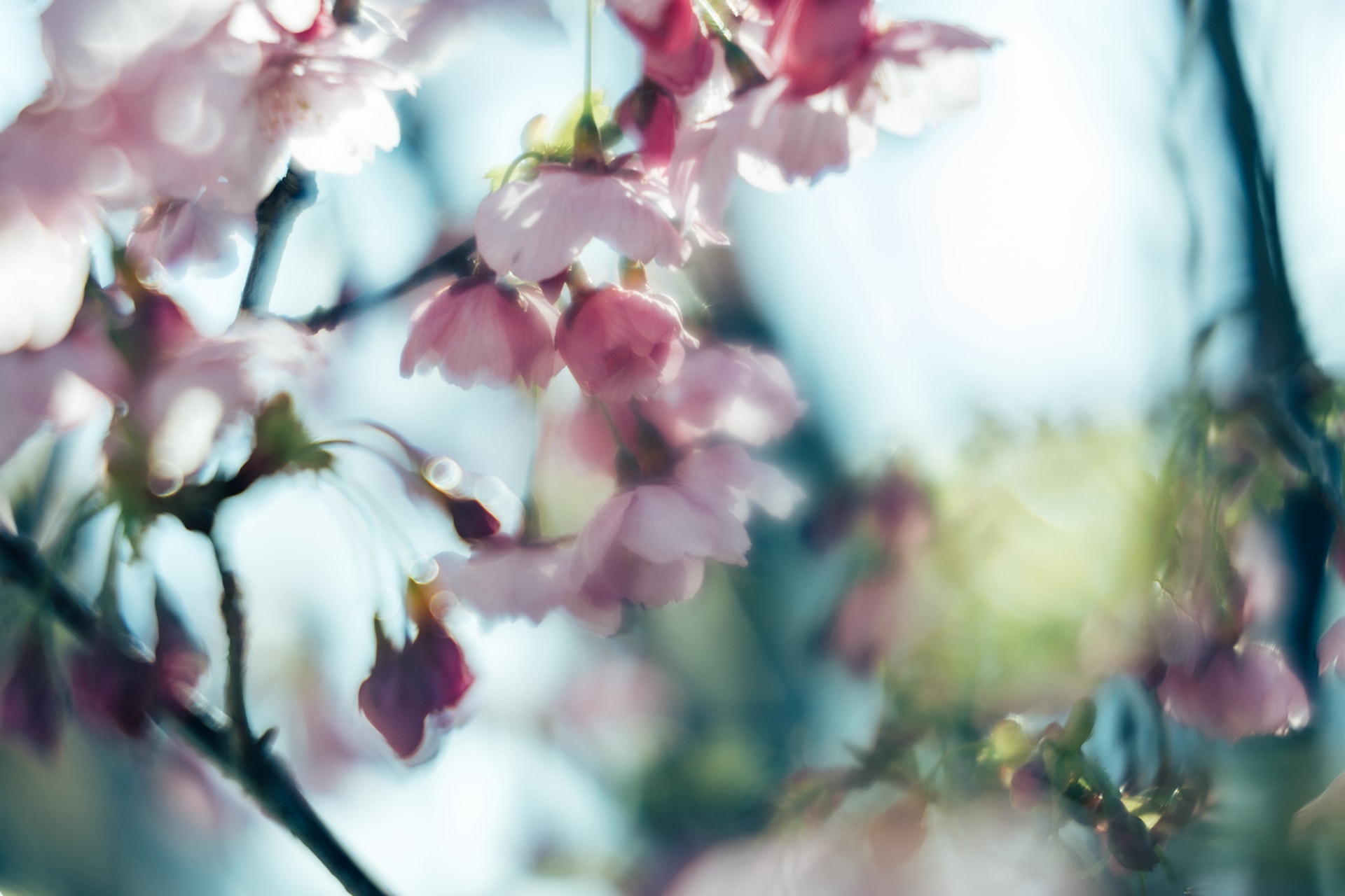 咲き始めの桜をマクロレンズで近接撮影。SAコントロールリングを－2にしてボケの柔らかさを強調した。スナップの途中で見つけた花もマクロならしっかり撮影できる<br><span class="fnt-85">キヤノン EOS R8／RF100mm F2.8 L MACRO IS USM／100mm／絞り優先AE（F2.8、1/1,250秒、＋2.0EV）／ISO 320／WB：4,500K（B2＋G2）</span>