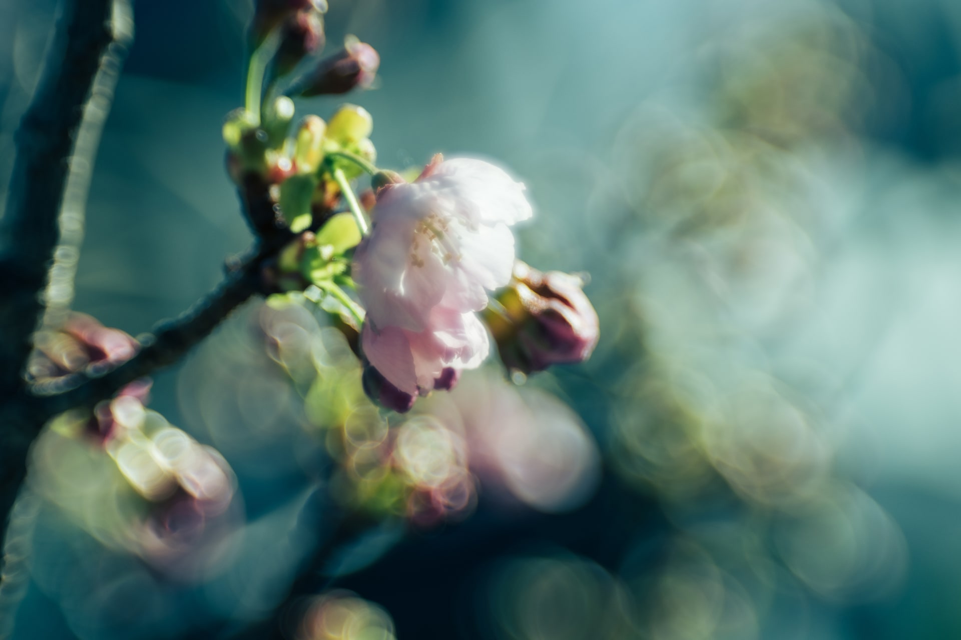 SAコントロールリングを＋2にすると、木漏れ日や桜のボケの輪郭がクッキリとリング状になって、独特な印象を与えられる<br><span class="fnt-85">キヤノン EOS R8／RF100mm F2.8 L MACRO IS USM／100mm／絞り優先AE（F2.8、1/1,600秒、＋0.3EV）／ISO 320／WB：4,500K（B2＋G2）</span>