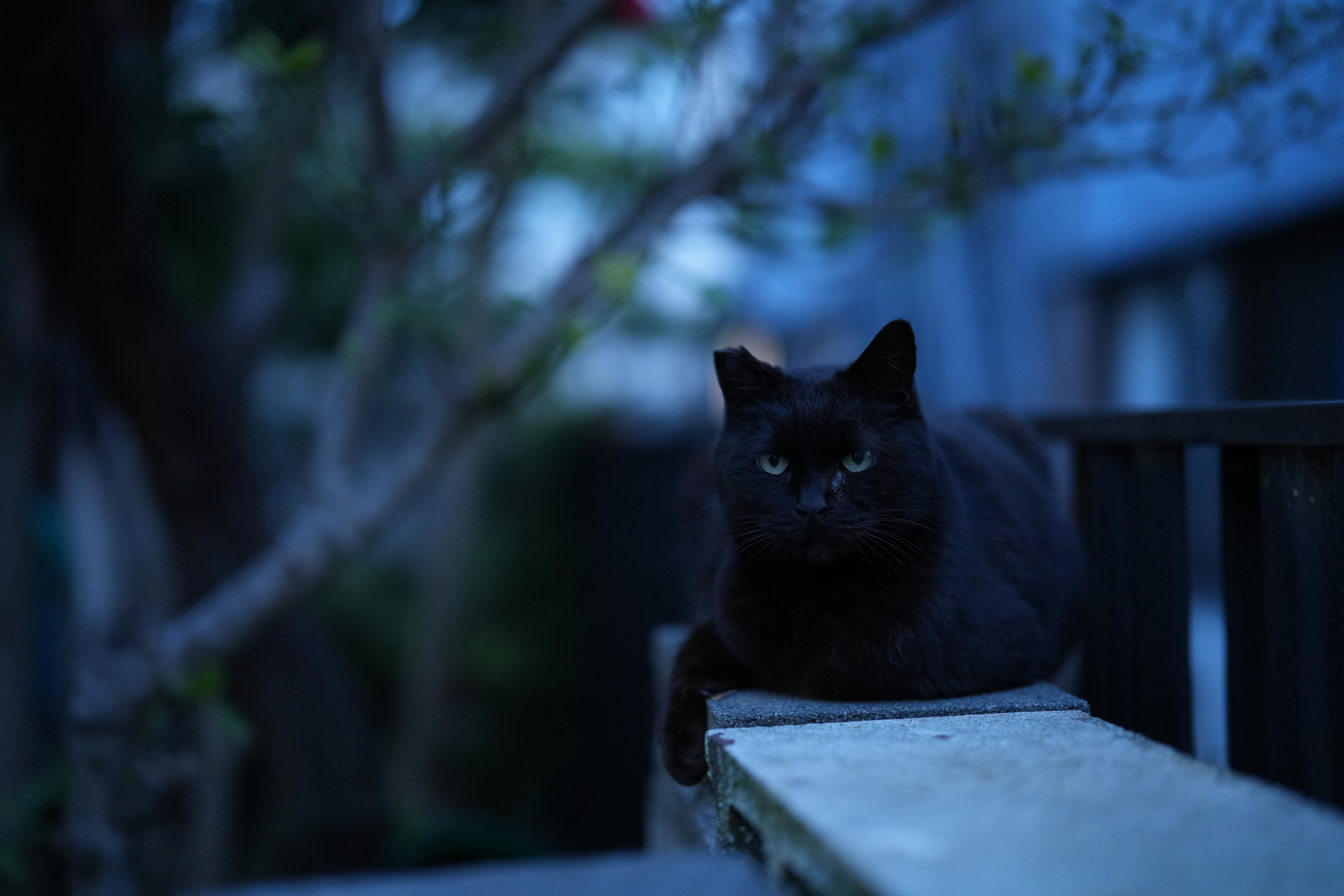 α7R V／SIGMA 50mm F1.2 DG DN｜Art／絞り優先AE（1/50秒、F1.2、−0.7EV）／ISO 1250