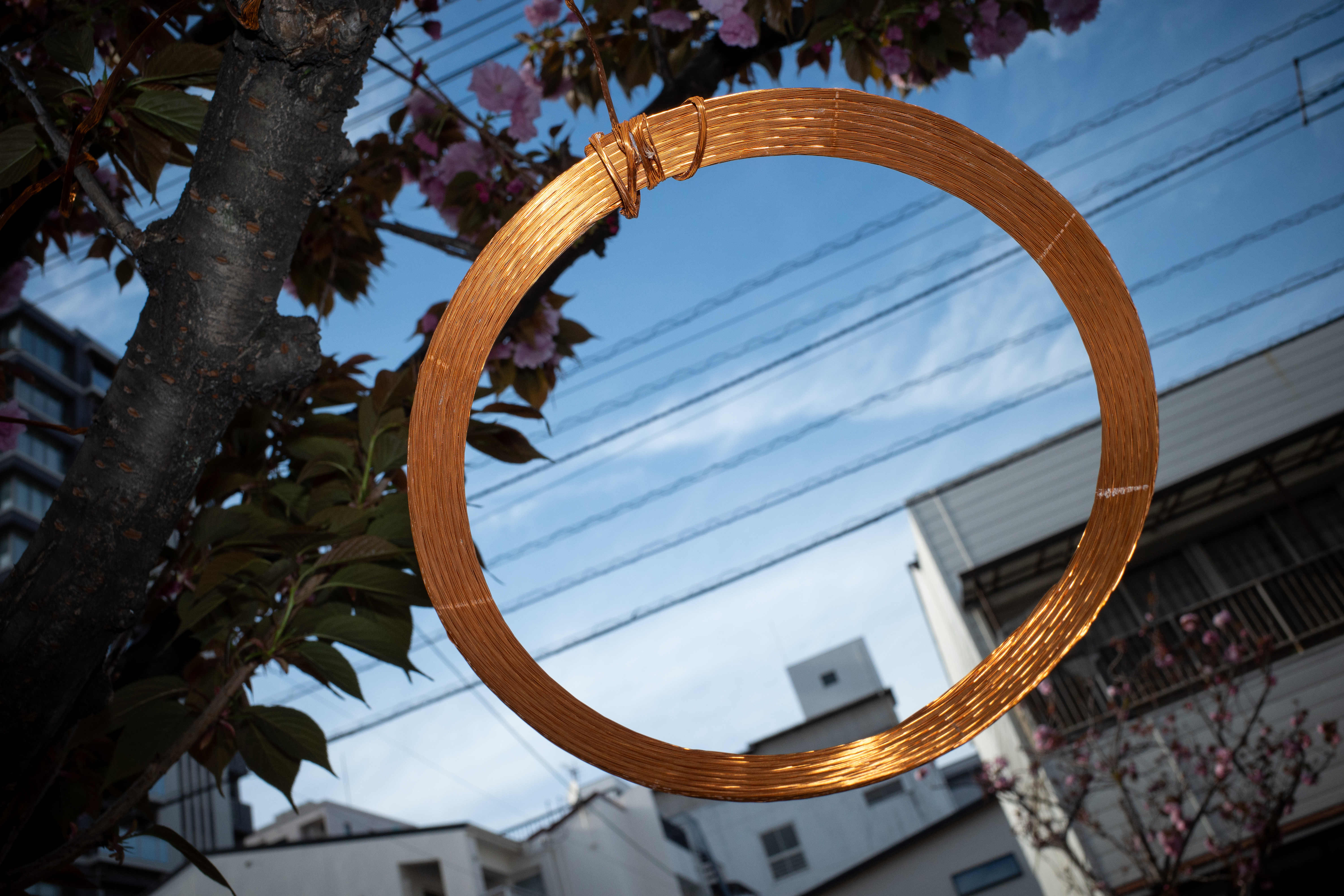 街路樹からぶら下がっていた金属の輪。ただ、それだけのモノなのですが、気になったものは撮らずにいられない。でもストロボがなかったら撮らなかったなあ。露出バランスも悪くないですね<br><span class="fnt-85">GR III／18.3mm（28mm相当）／プログラムオート（1/640秒、F7.1、−0.7EV）／ISO 400／ストロボ発光</span>