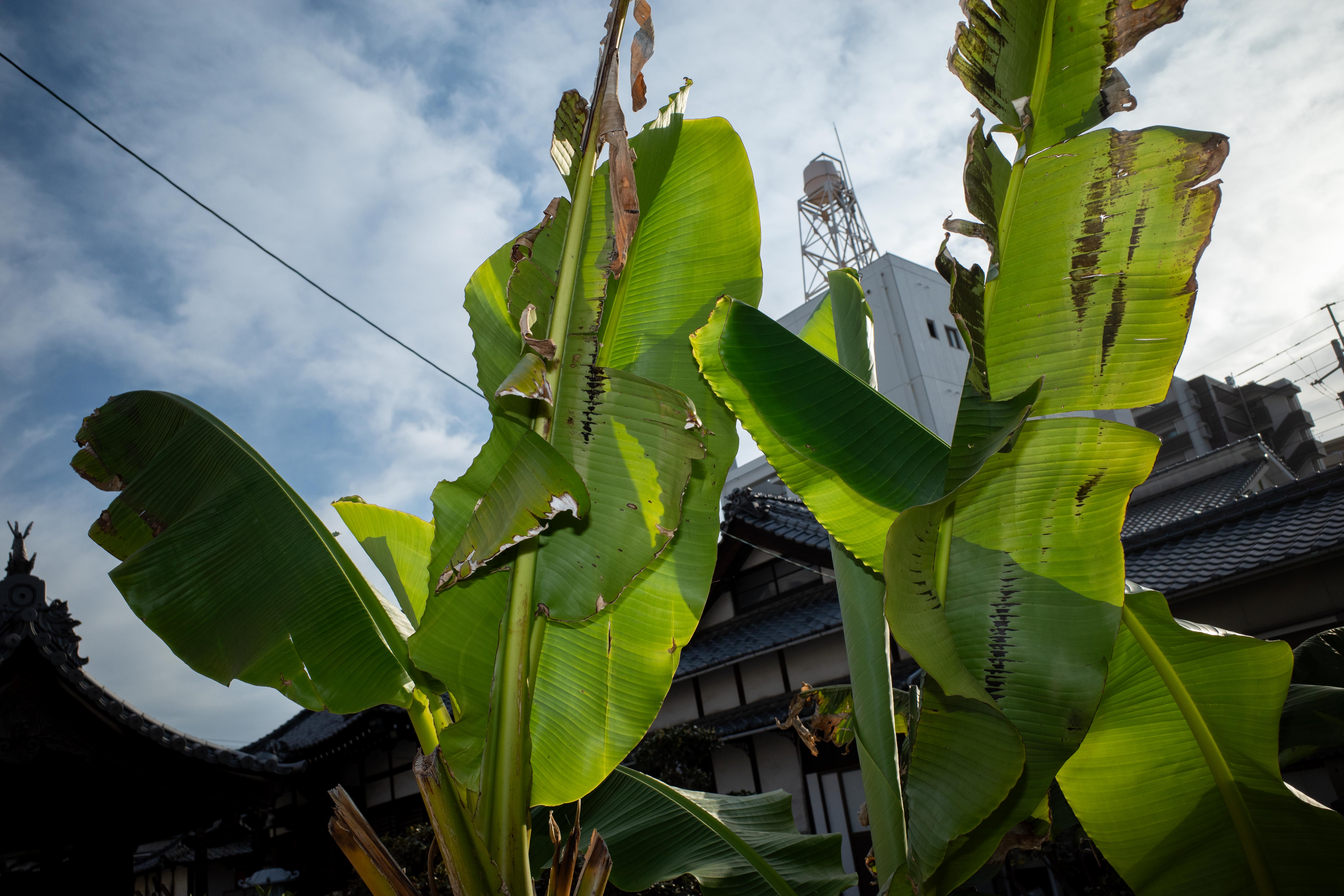 芭蕉の木。葉の裏に太陽がありますのでストロボを発光させて撮影。独自の世界を作り上げますね<br><span class="fnt-85">GR III／18.3mm（28mm相当）／プログラムオート（1/1,000秒、F6.3、±0.0EV）／ISO 400／ストロボ発光</span>