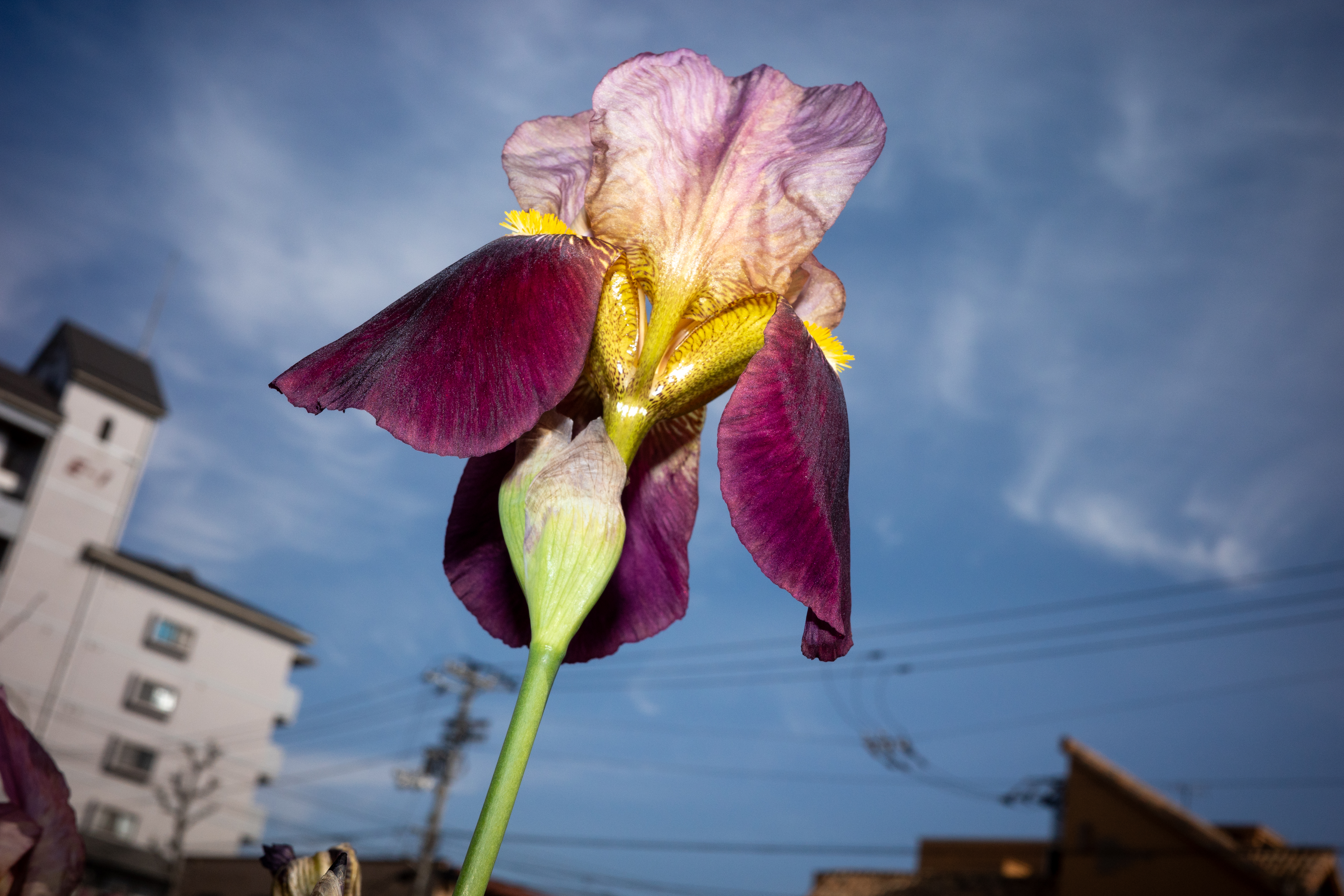 あえてローアングルから見上げる感じでストロボを発光させて撮影してみました。青空が微妙に落ちて、奇妙な世界を作り上げました<br><span class="fnt-85">GR IIIx／26mm（40mm相当）／プログラムオート（1/1,000秒、F10、−0.7EV）／ISO 400／ストロボ発光</span>