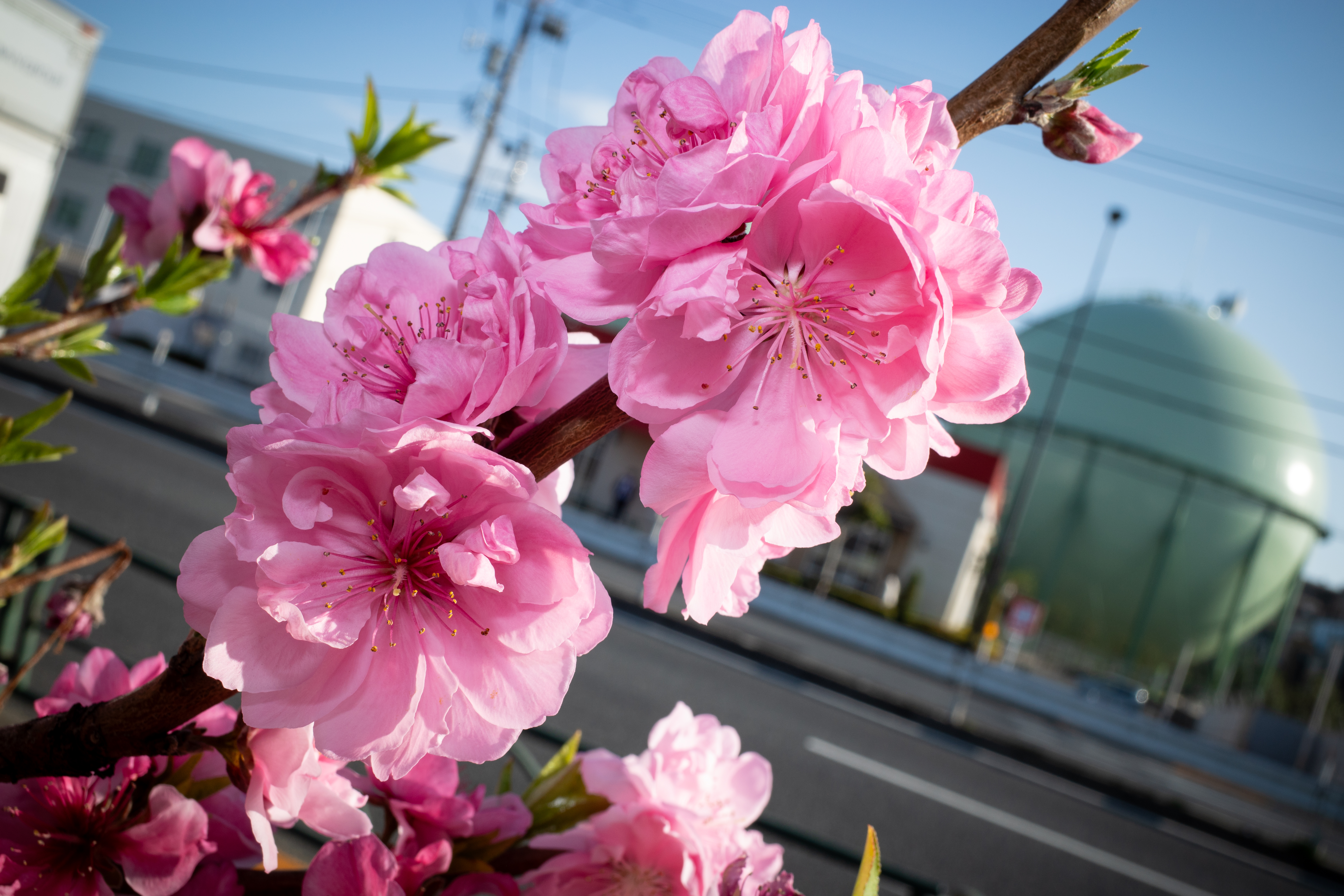 花とガスタンク。仕事場近くの風景なので毎日のように撮影してますが、時には花を入れて季節感を感じさせてという目論見です。自然光のままだと、花は暗めになります<br><span class="fnt-85">GR III／18.3mm（28mm相当）／プログラムオート（1/125秒、F9.0、−0.7EV）／ISO 100／ストロボ発光</span>