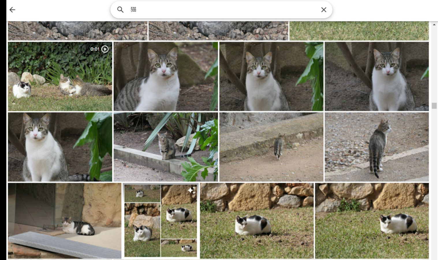 様々な猫の写真を学習していくことで、AIが猫を認識できるようになる
