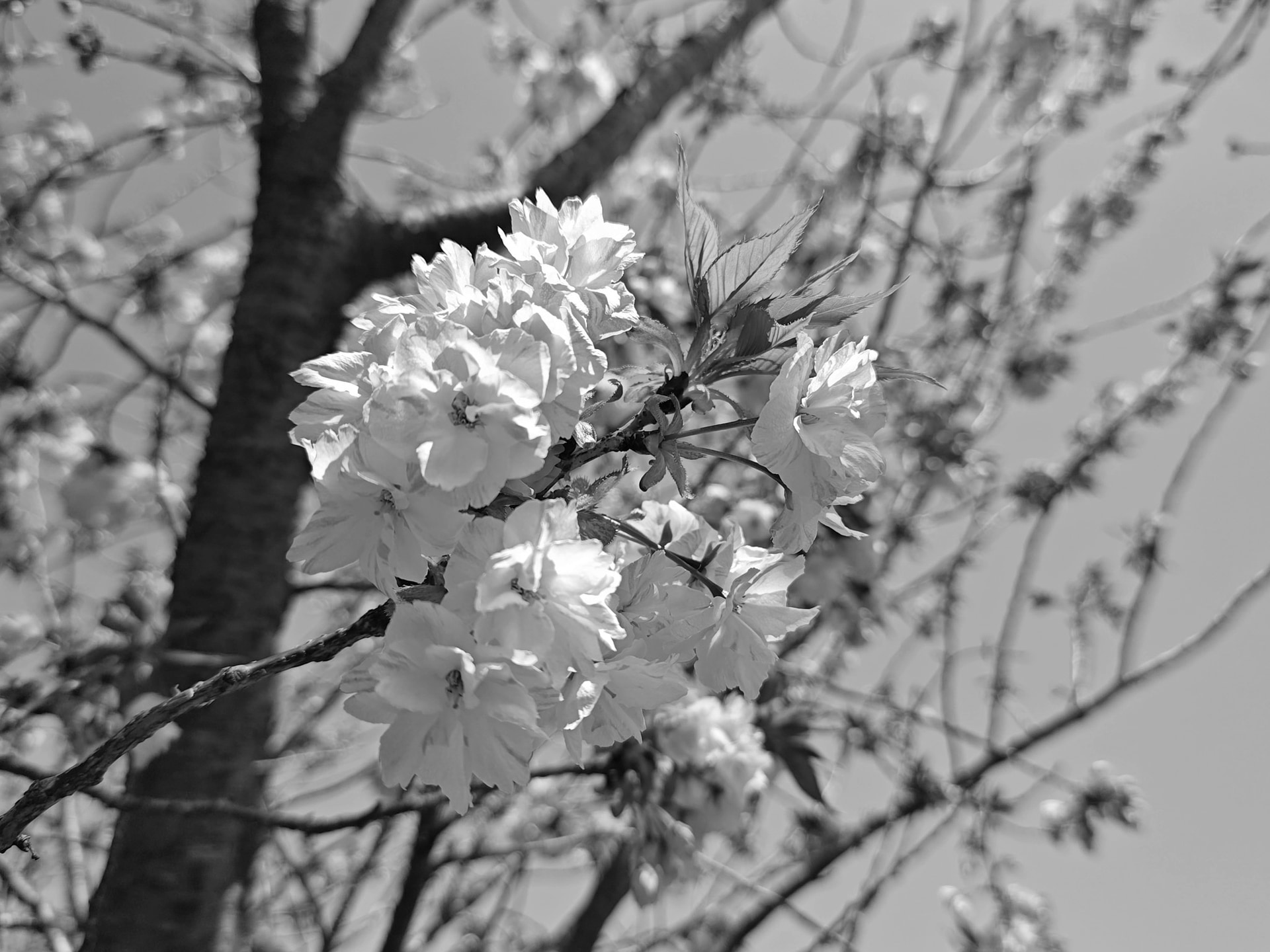 桜の写真をモノクロ化したこの画像。実際はどういう色だったのか