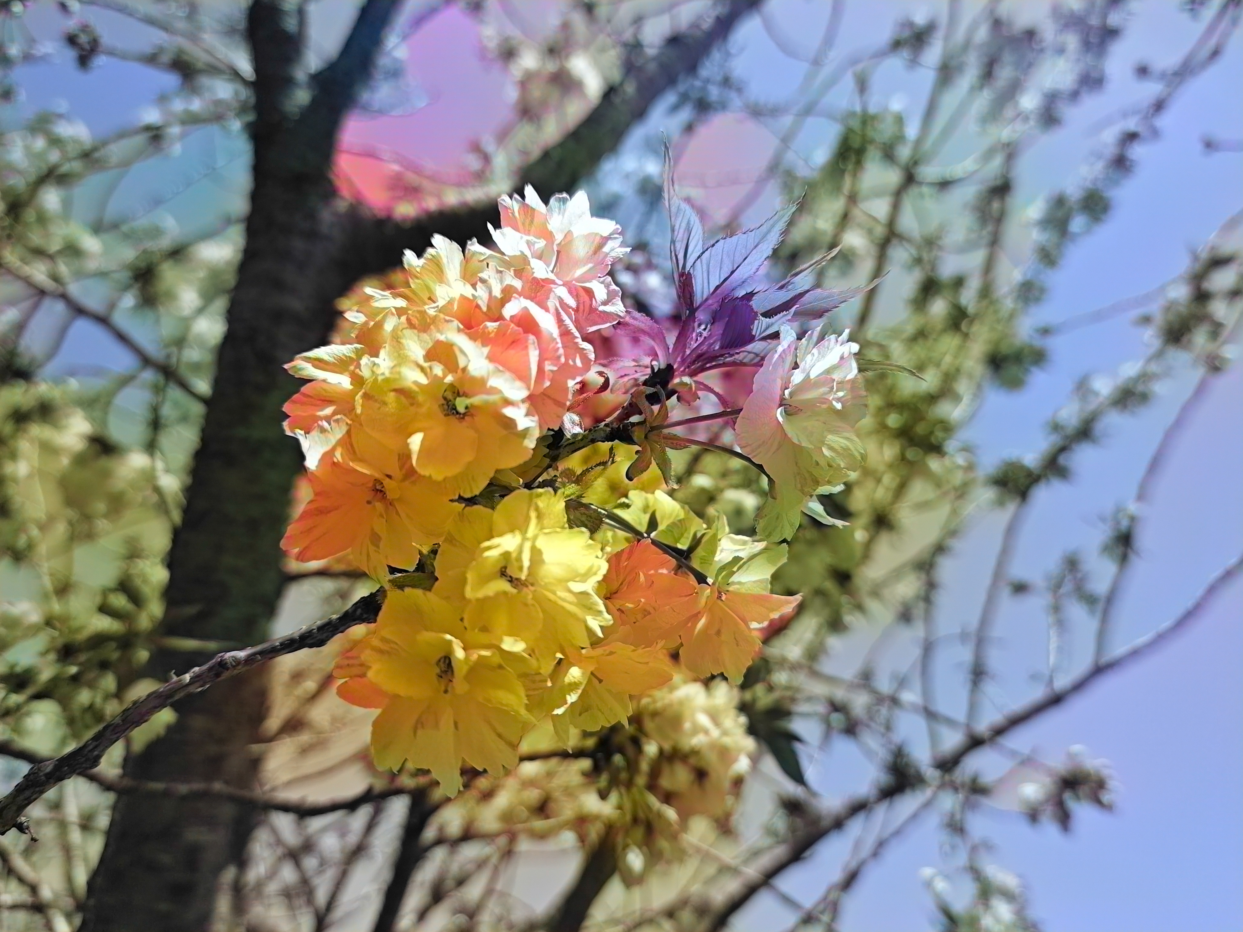 Photoshopのニューラルフィルターから「カラー化」を実行したところ、一部問題もあるが「黄色の桜」となっている