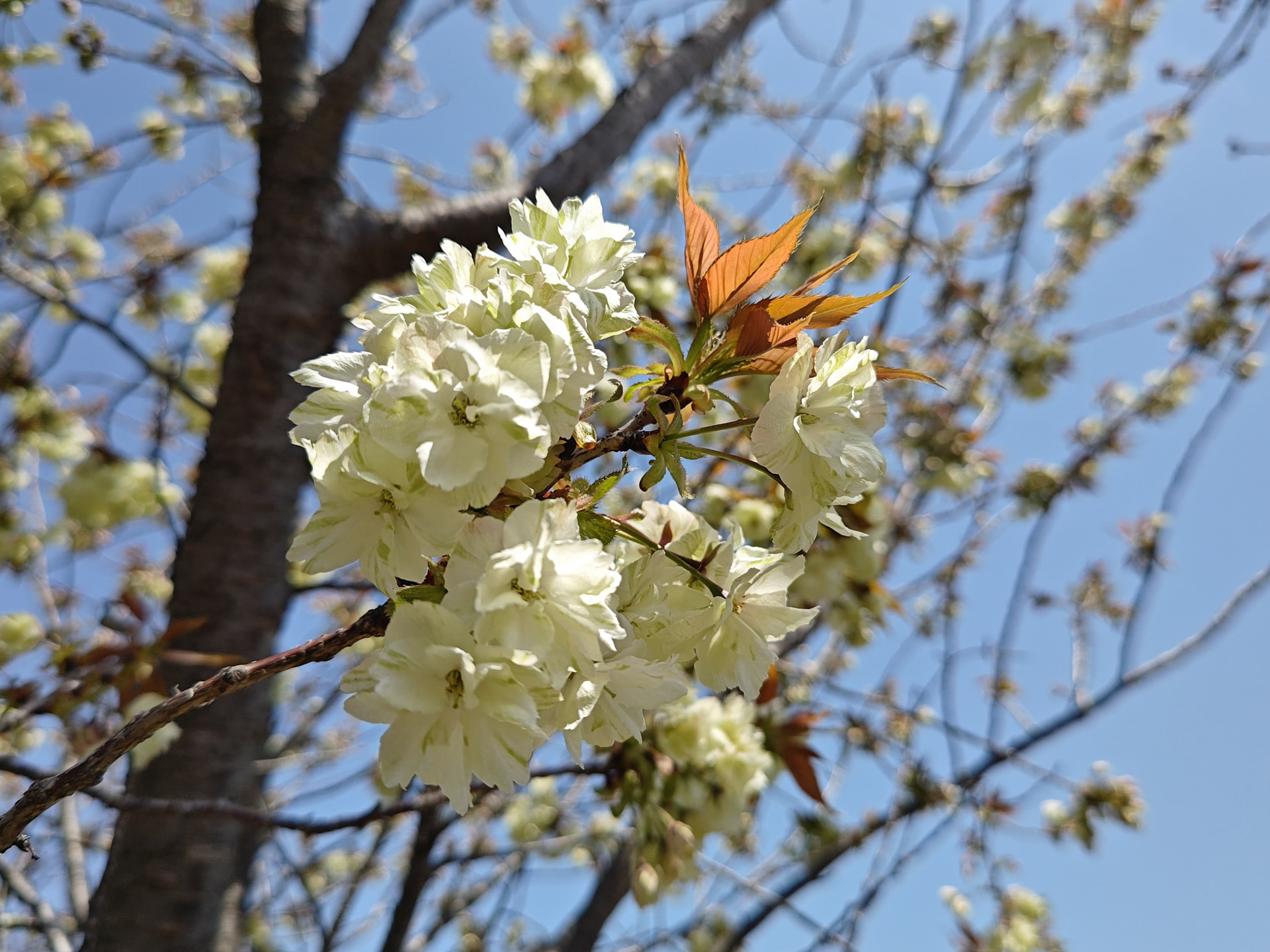 実際の写真がこちらだ