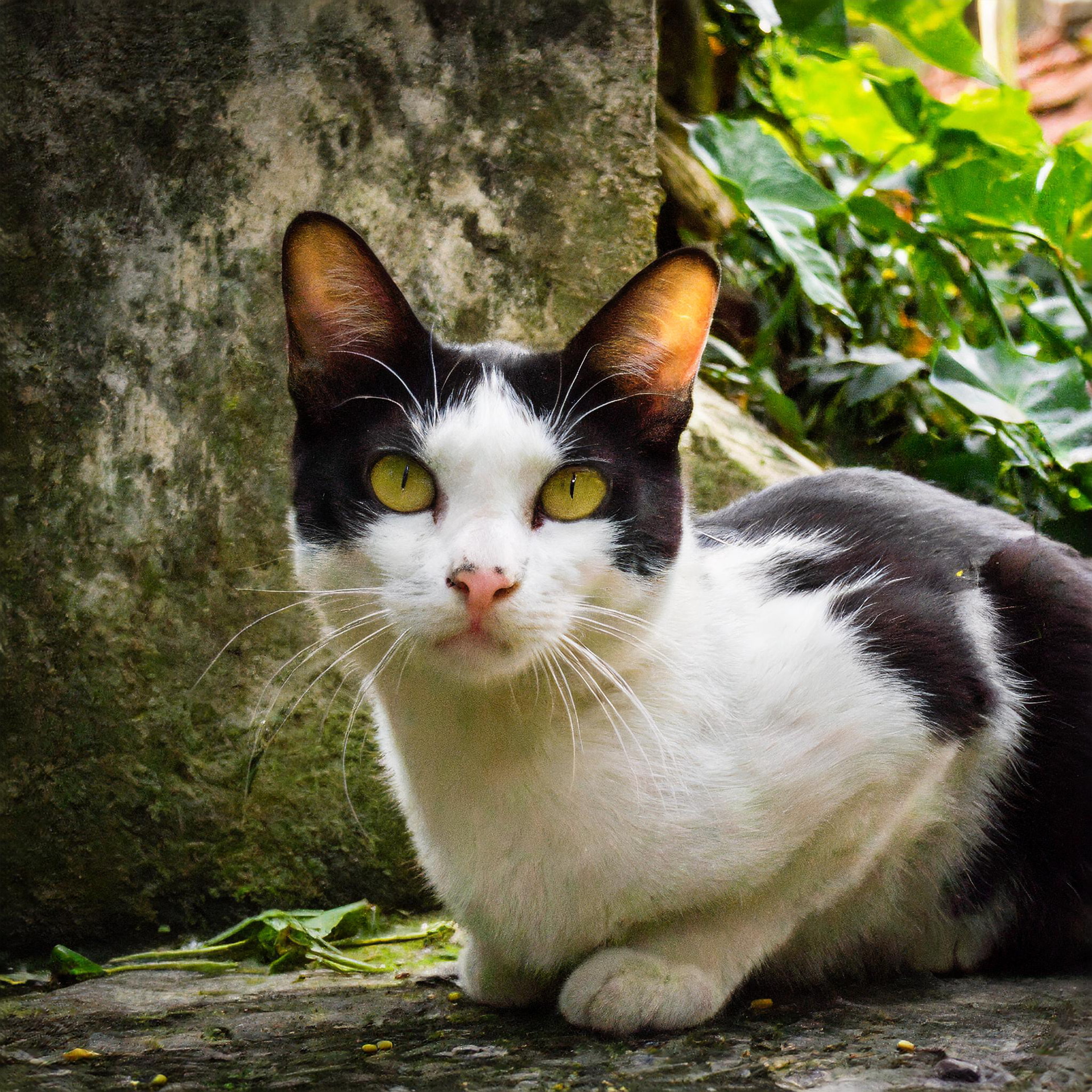 生成AIのAdobe Fireflyが生成した「猫がどんな動物かを分かりやすく示した写真」