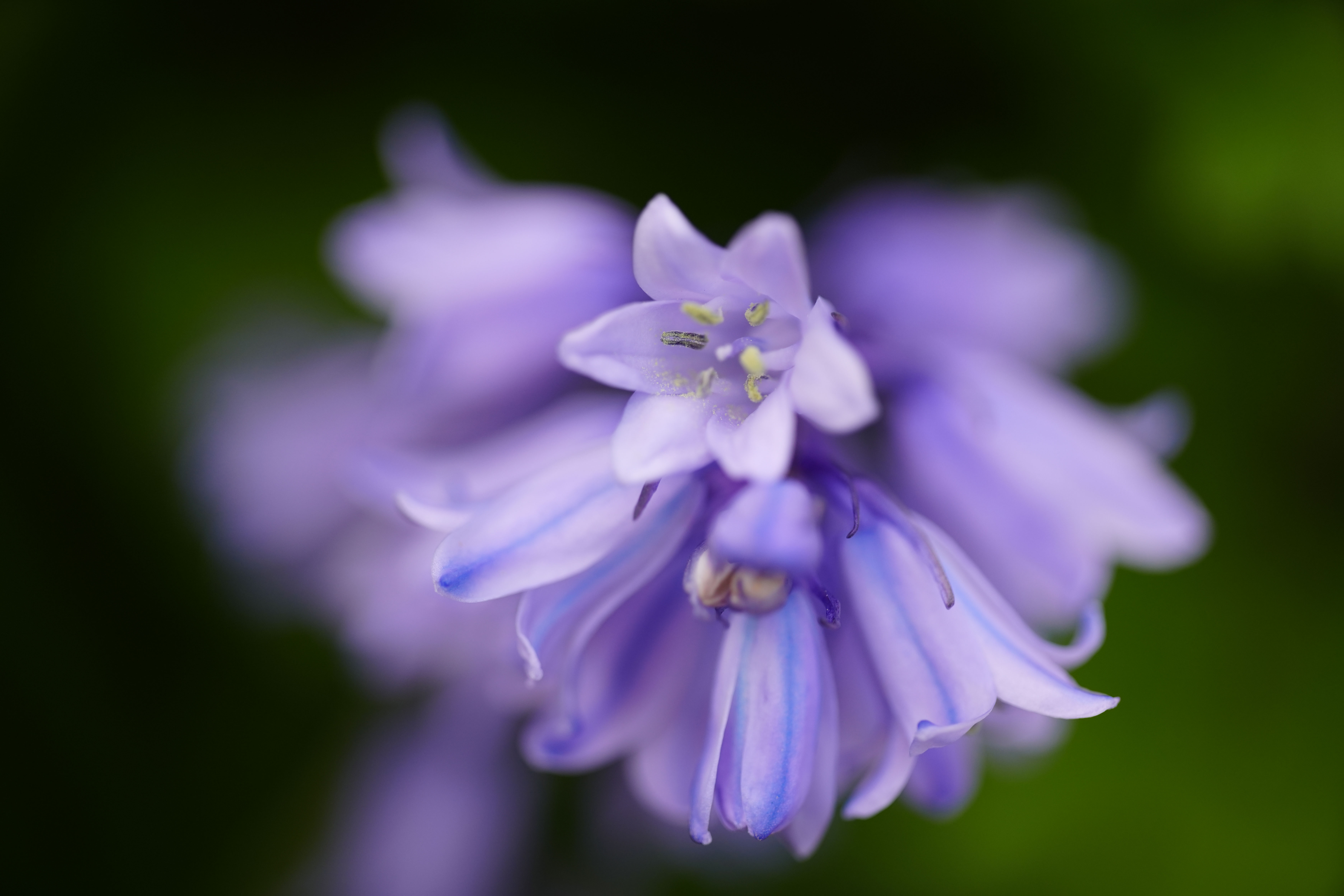 α7C II／MACRO APO-LANTHAR 65mm F2 Aspherical／65mm／絞り優先AE（1/640秒、F2.0）／ISO 400