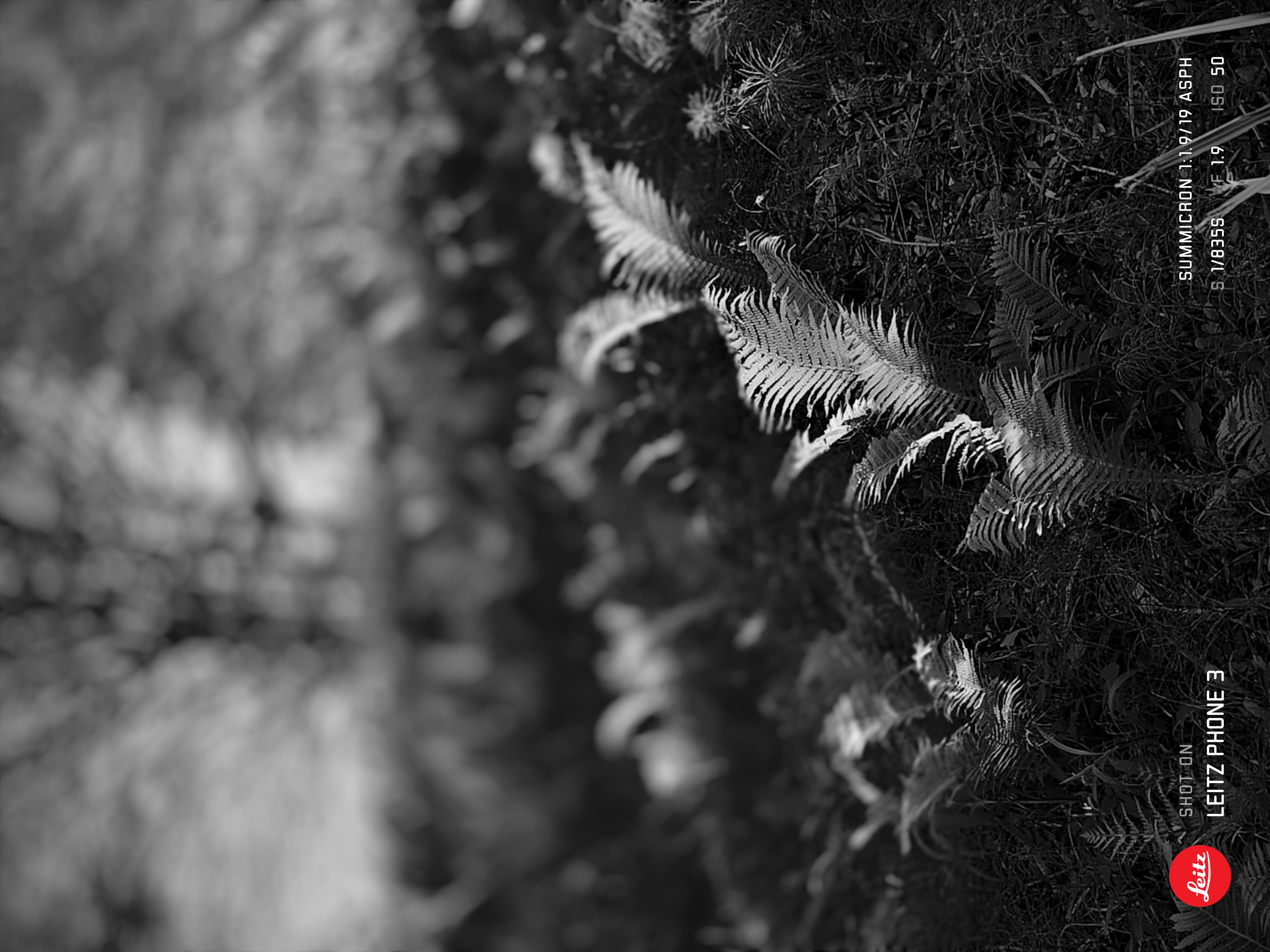 LEITZ PHONE 3／50mm相当／プログラムオート（1/800秒、F1.9、±0.0EV）／ISO 50