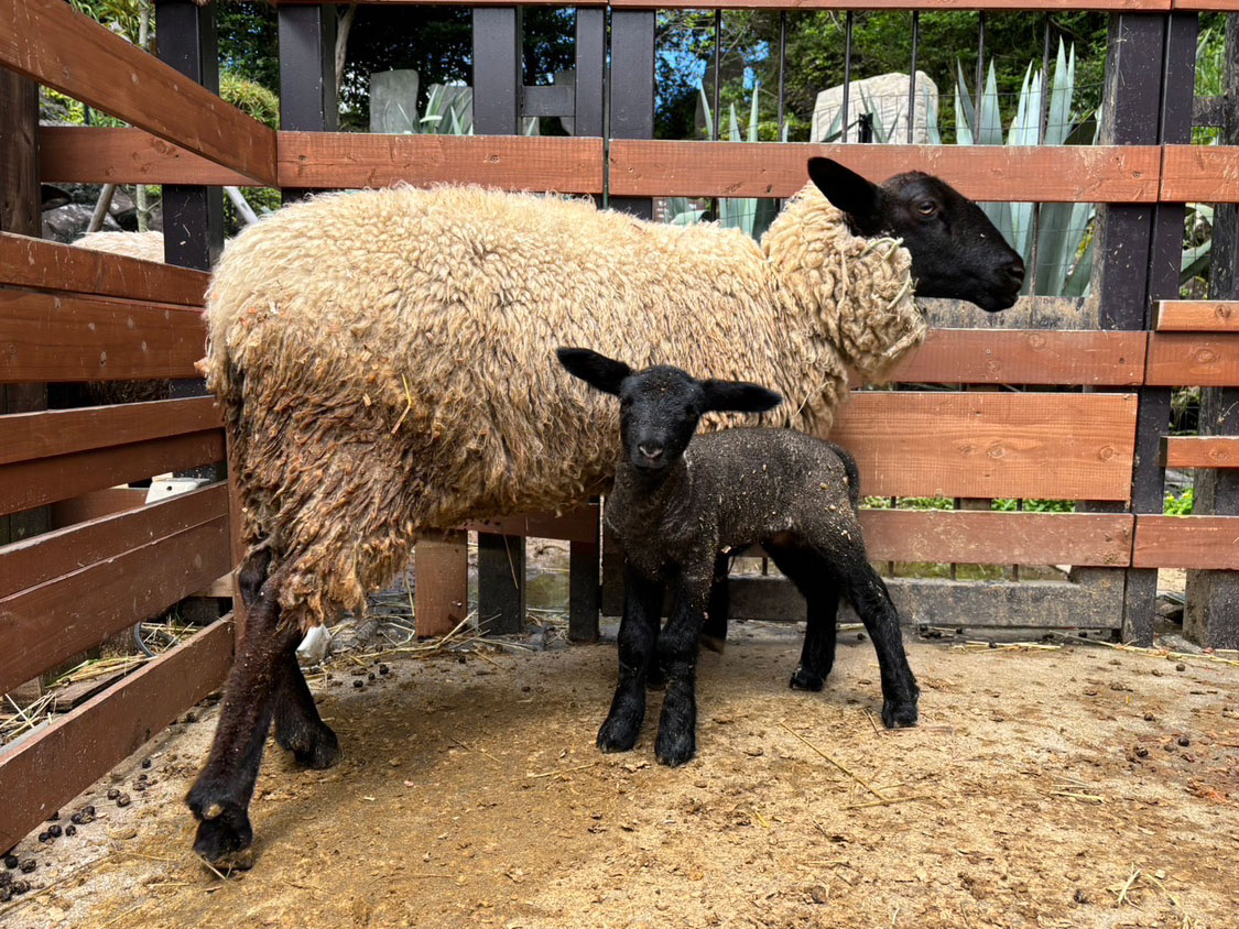 ヒツジ（サフォーク）の親子