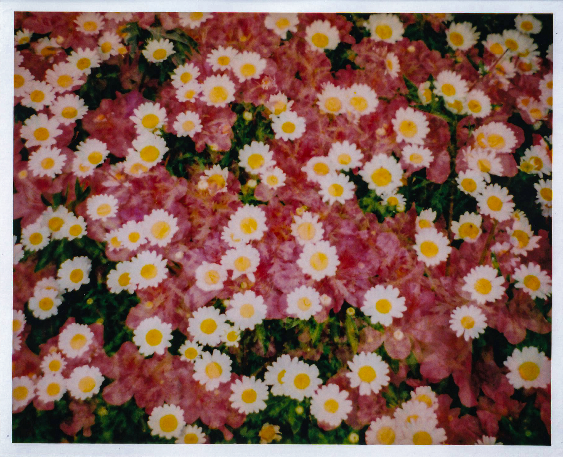 異なる種類が植えられた花壇を別々に撮影して多重露光してみました。年寄りが背伸びして格好をつけて撮影しました。誰でもこれくらいは撮れるという見本です<br><span class="fnt-85">f5.6 AE／フラッシュ使用（2コマとも同じ設定）LOMOGRAPHY  COLOR NEGATIVE  TIGER 110 POCKET FILM</span>