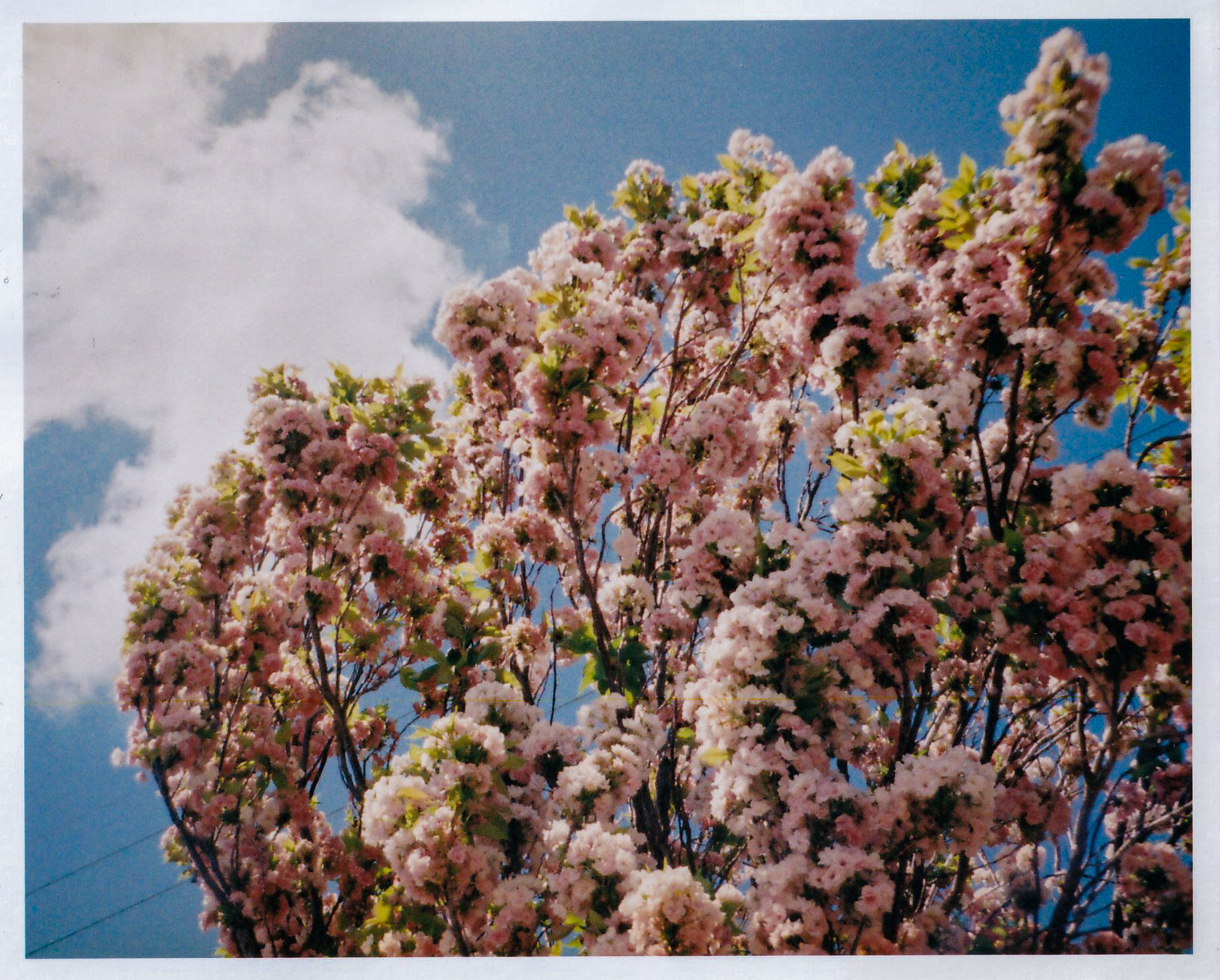 撮影距離は3mの設定のつもりでしたが、間違えて1.5mになっていたようです。泣きたいです。粗雑な桜という感じになり。色もうまく出ていませんが、これは黄砂の影響かも<br><span class="fnt-85">f5.6 AE／LOMOGRAPHY  COLOR NEGATIVE  TIGER 110 POCKET FILM</span>