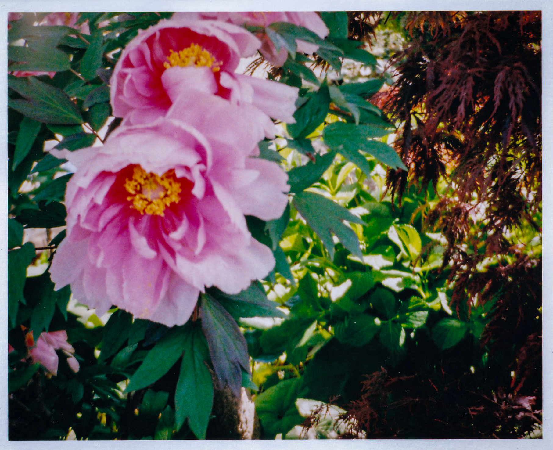 目測設定には自信があったのですが、今回はフォーカス外しまくり自信喪失です。後ピンですね。0.8mよりも近づいてしまったようです。パララックスの影響もあり。少し花の位置がヘンです。背景が明るかったので、ISO 100に設定しています<br>f2.8 AE／LOMOGRAPHY  COLOR NEGATIVE  TIGER 110 POCKET FILM@@