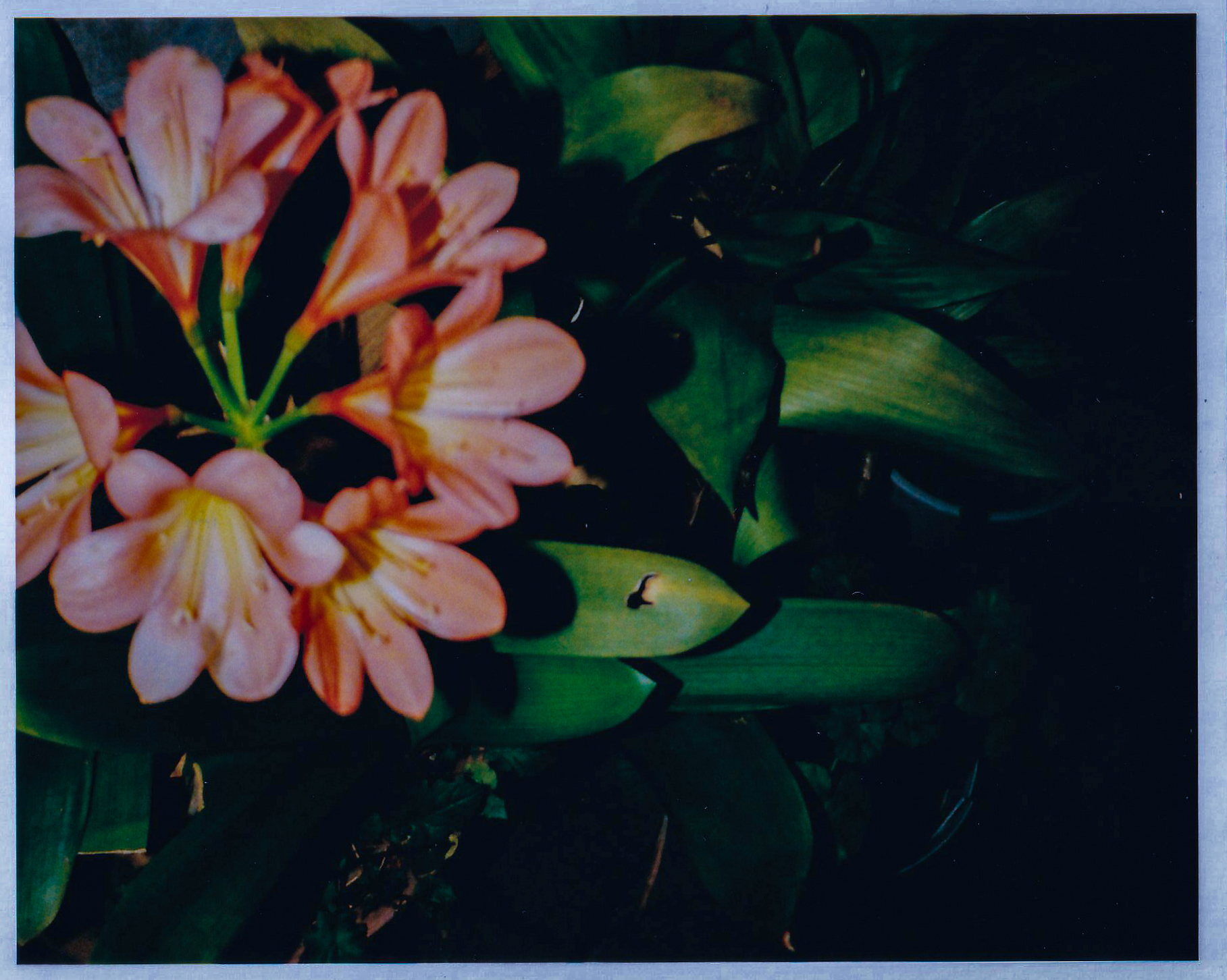 撮影距離0.8mですが、これも思ったよりも近づいてしまったようです。ハイライトを殲滅するつもりでハイライトを焼き込んでもらいました<br><span class="fnt-85">f5.6 AE／フラッシュ使用／LOMOGRAPHY  COLOR NEGATIVE TIGER110 POCKET FILM</span>