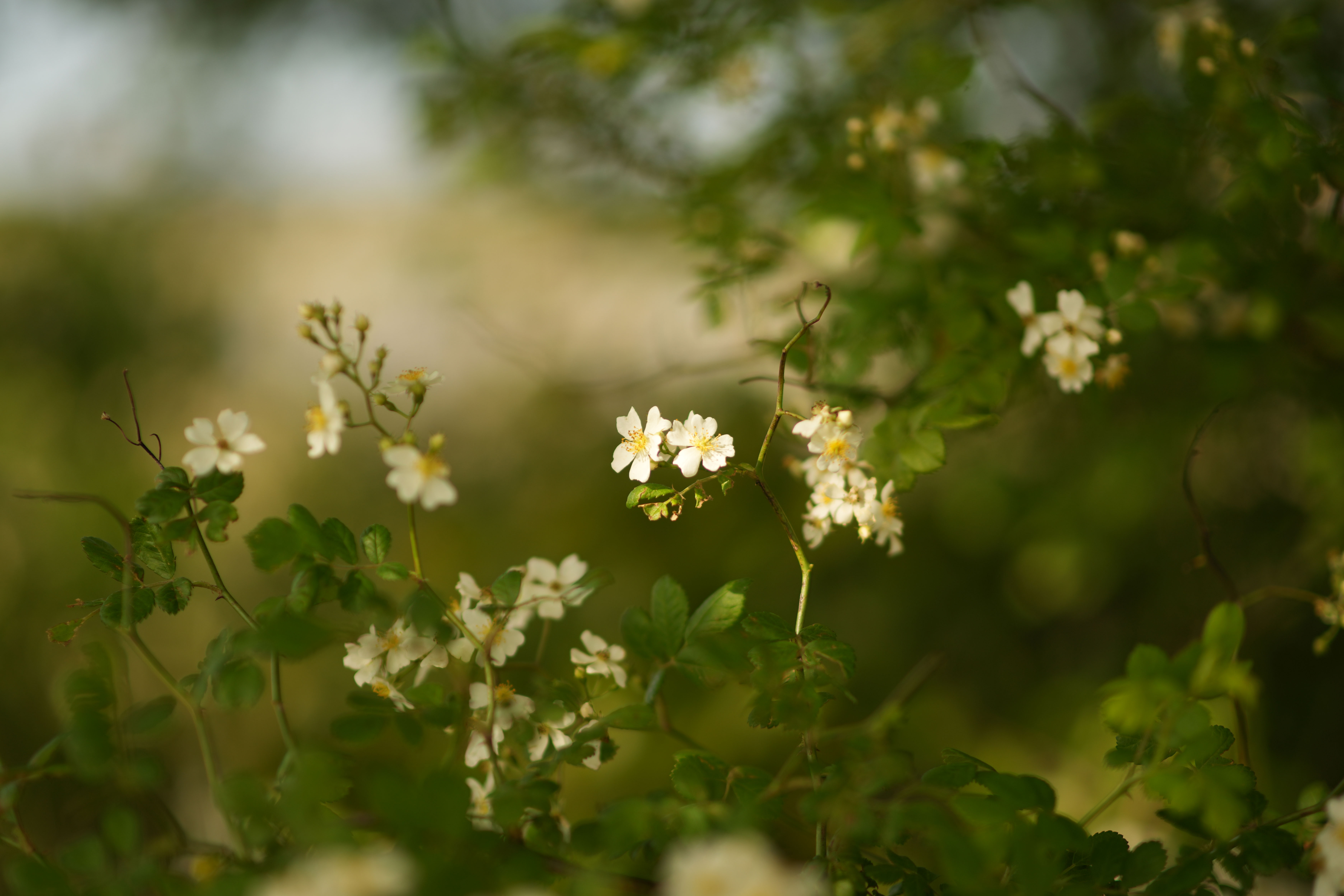 α7C II／MF 85mm F1.4 MK2／85mm／絞り優先AE（1/3,200秒、F1.4）／ISO 100