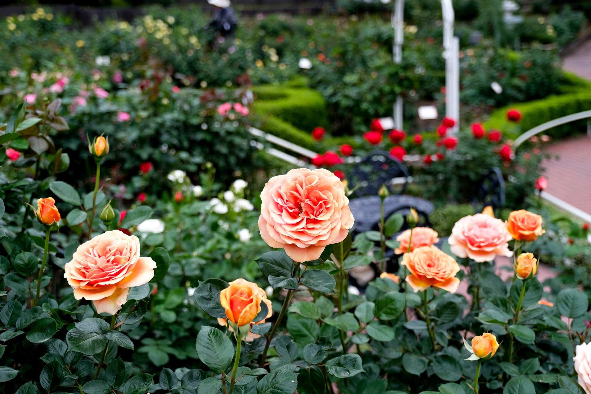 名花が揃うクラシカルガーデン