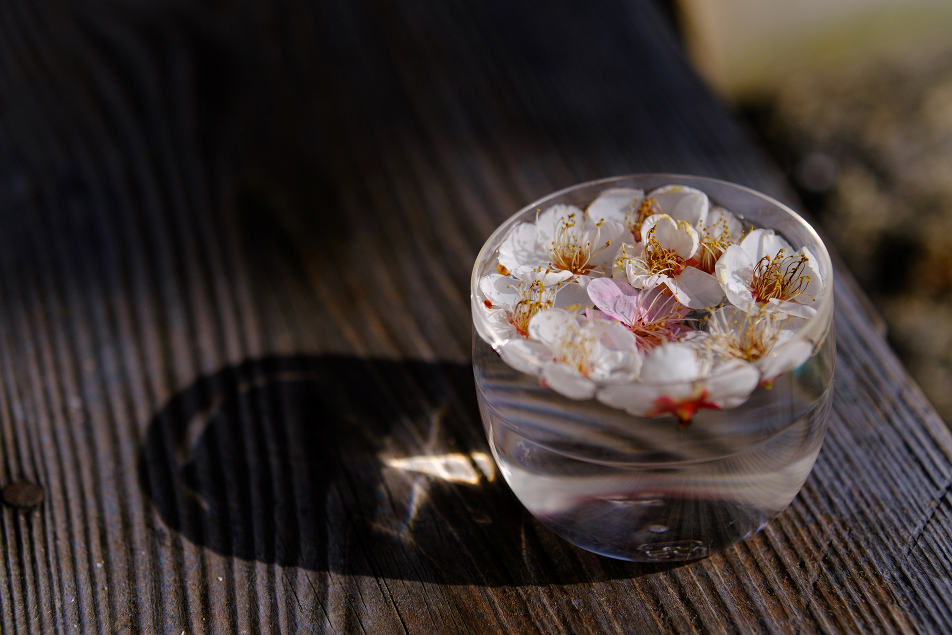 撮影サンプル（画像提供：焦点工房）以下同