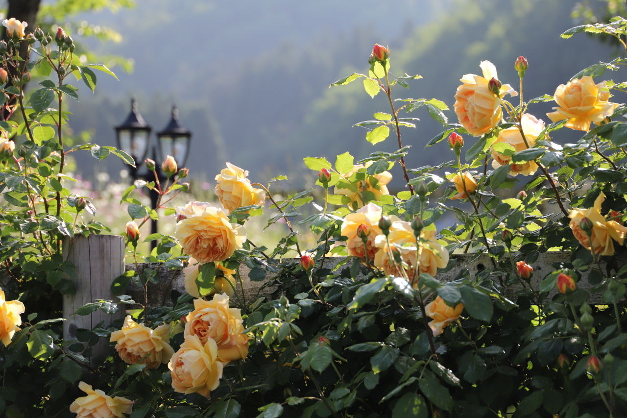 朝バラガーデン