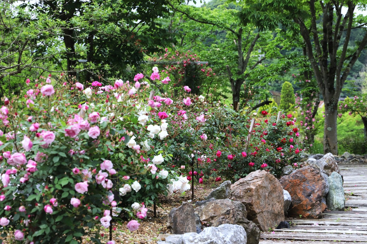 アジアンローズガーデン