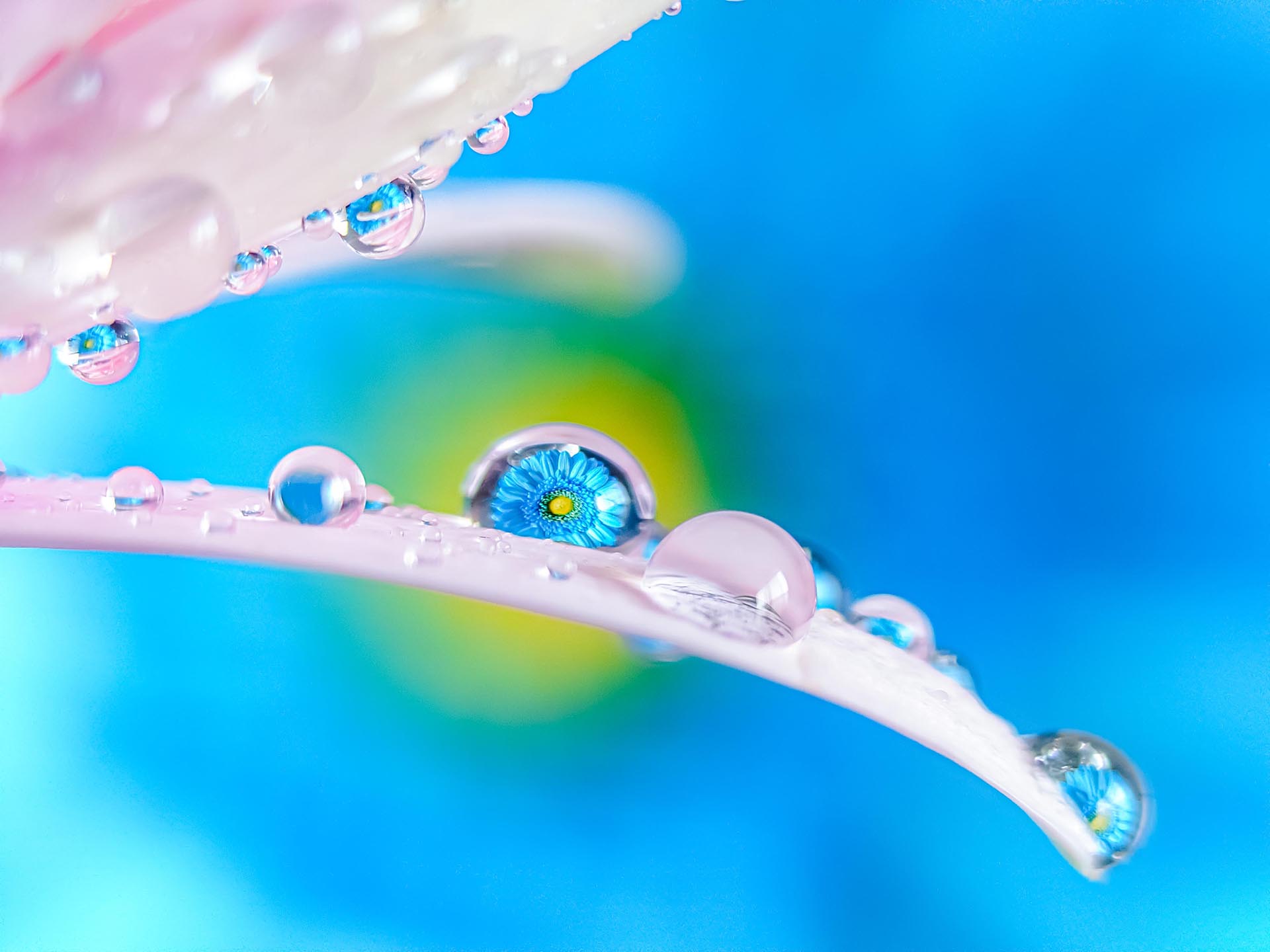 Xperia 1 VIで実際に撮影されたテレマクロ写真（画像提供：ソニー）