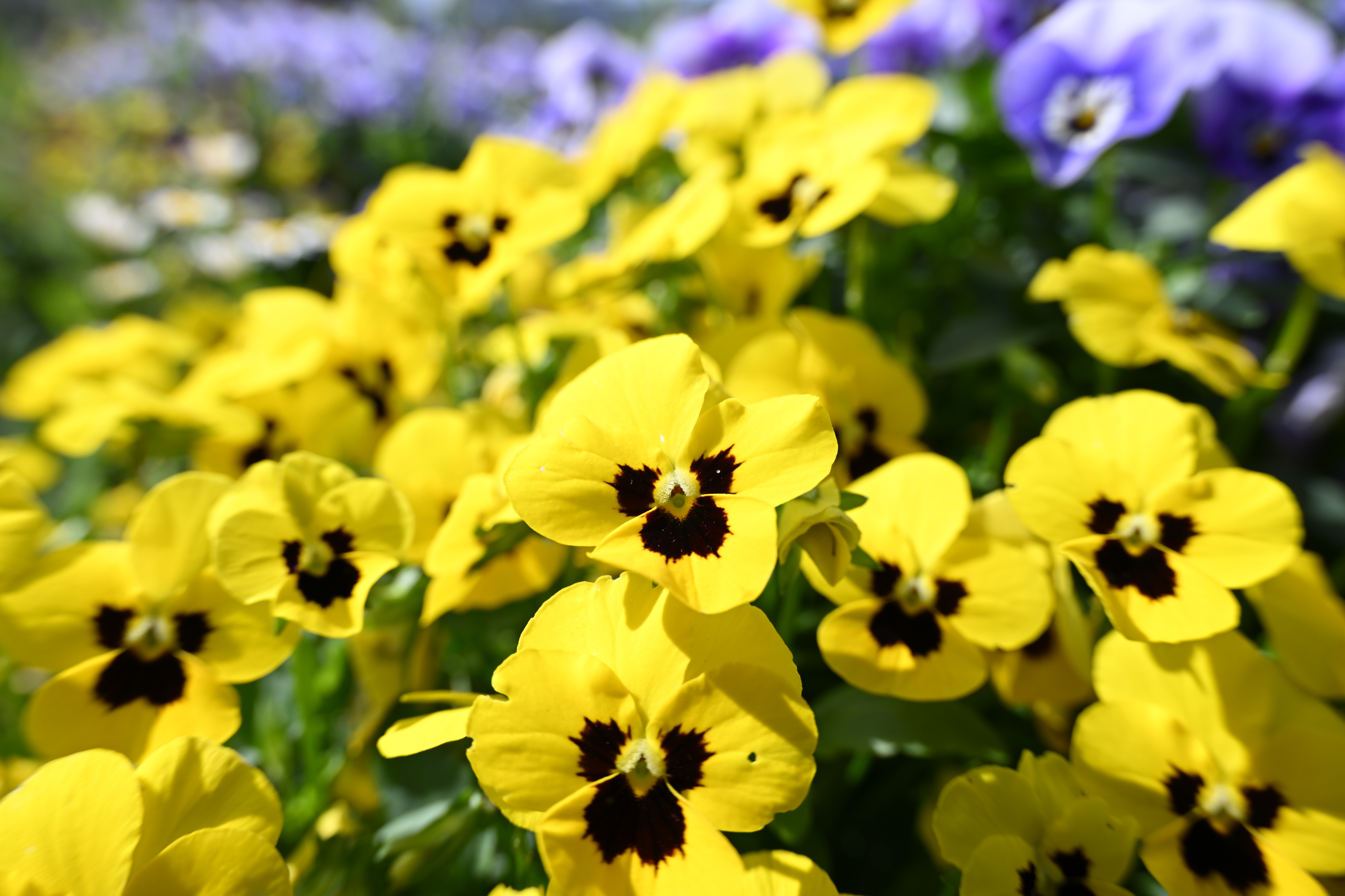 ニコン Z 8／NIKKOR Z 28-400mm f/4-8 VR／28mm／絞り優先AE（1/250秒、F8.0、＋0.3EV）／ISO 100