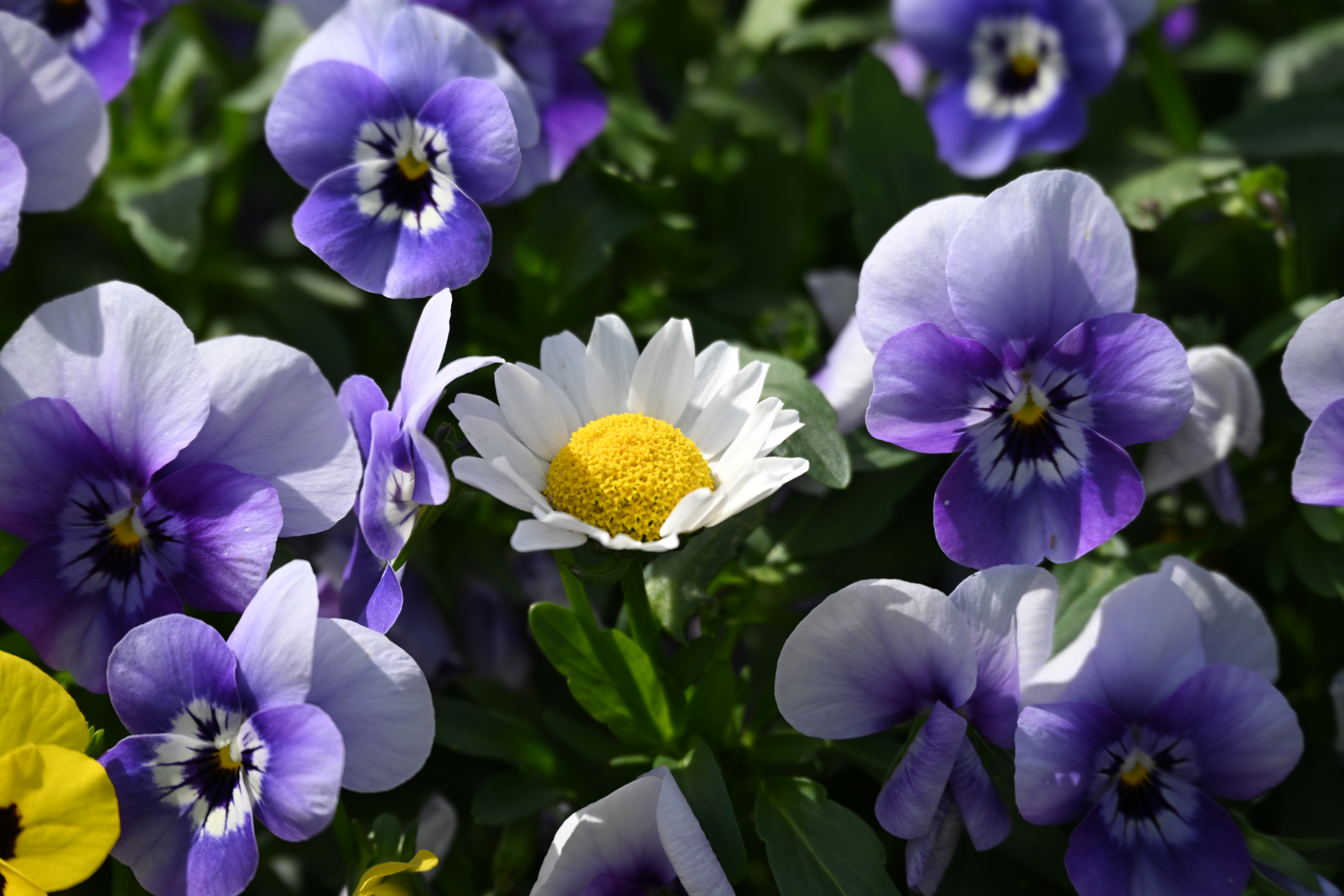 ニコン Z 8／NIKKOR Z 28-400mm f/4-8 VR／400mm／絞り優先AE（1/250秒、F8.0、±0.0EV）／ISO 100