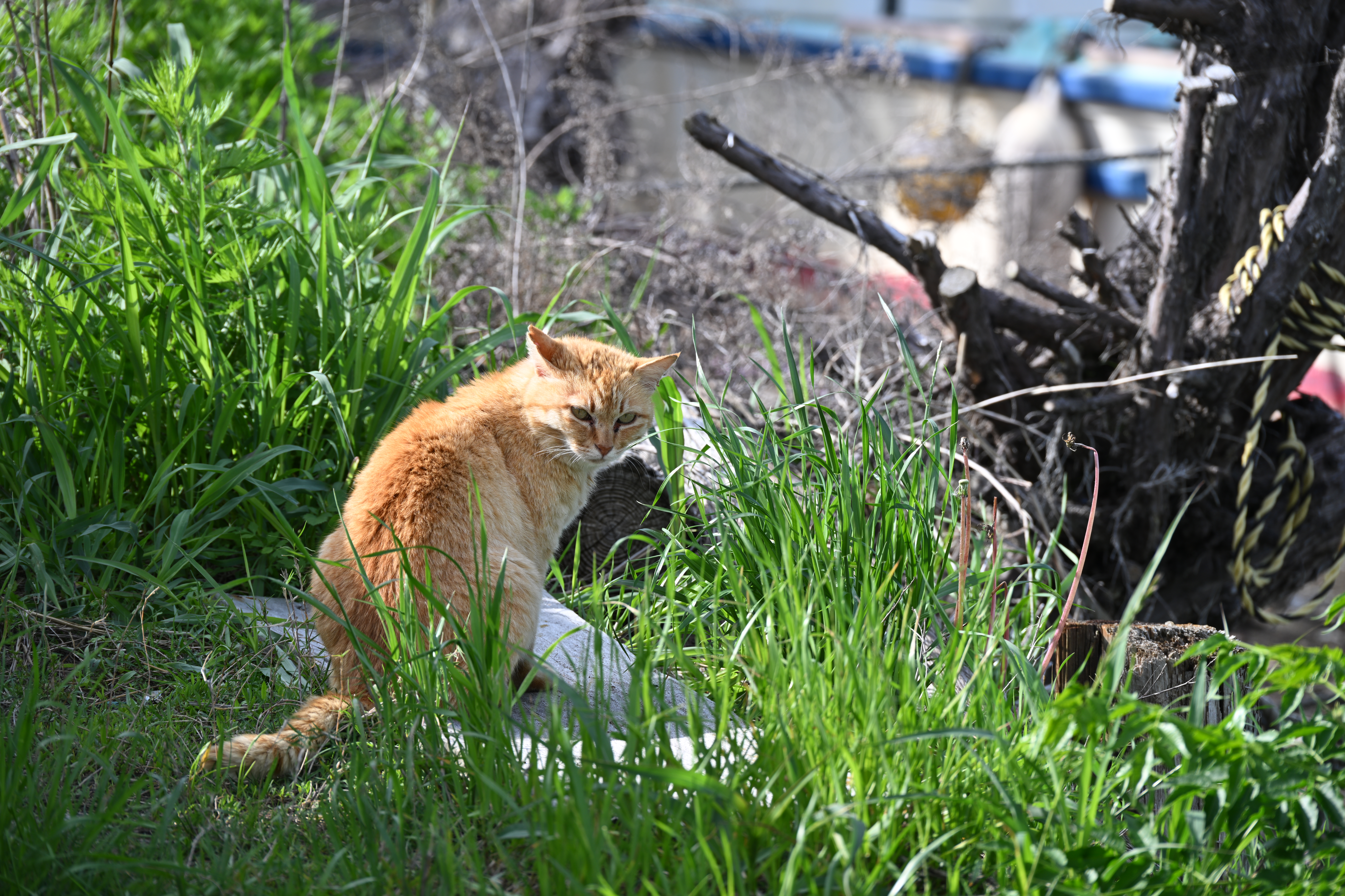 ニコン Z 8／NIKKOR Z 28-400mm f/4-8 VR／250mm／絞り優先AE（1/125秒、F8.0、＋0.3EV）／ISO 100