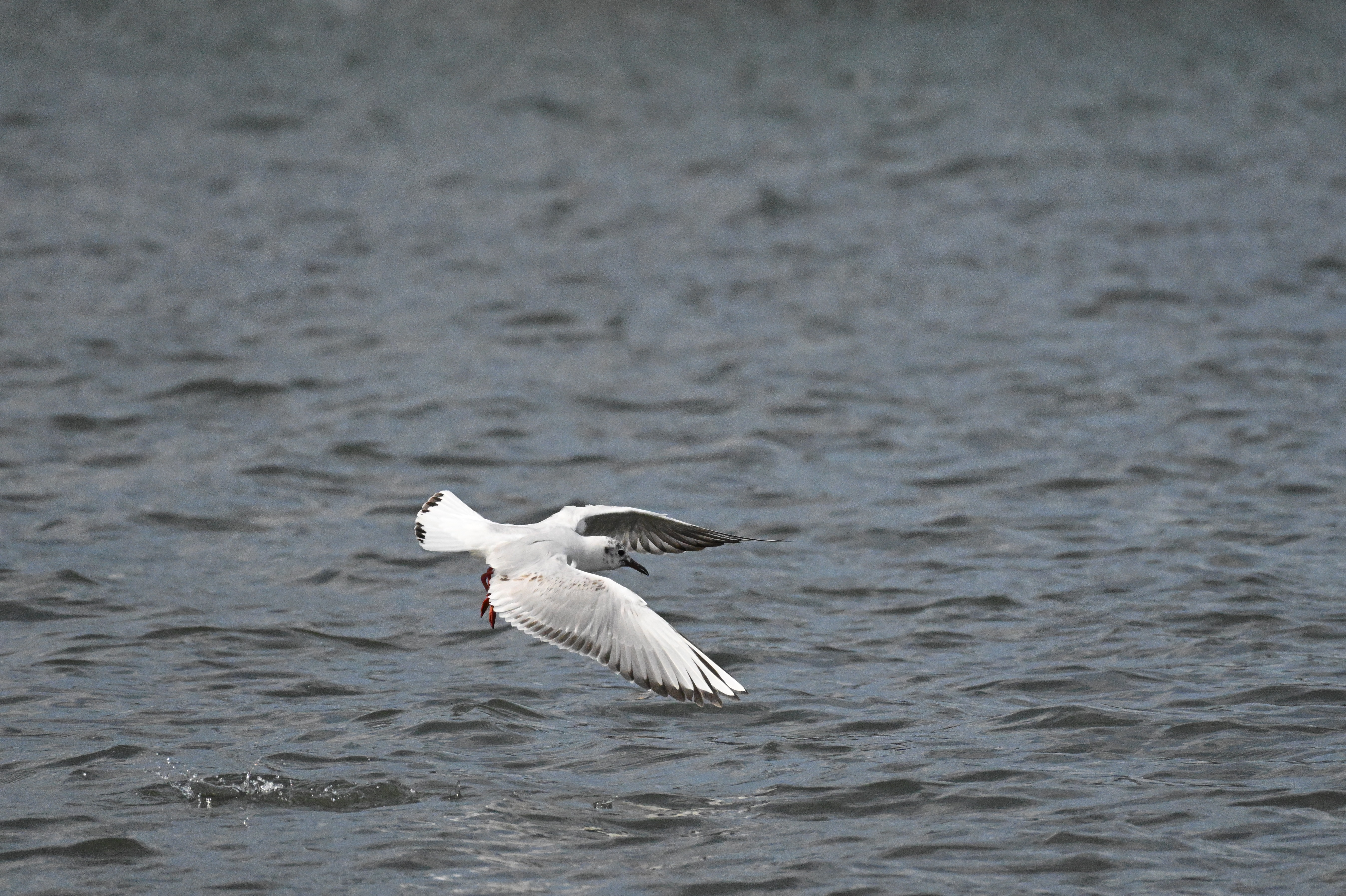 ニコン Z 8／NIKKOR Z 28-400mm f/4-8 VR／400mm／絞り優先AE（1/20,000秒、F8.0、±0.0EV）／ISO 6400