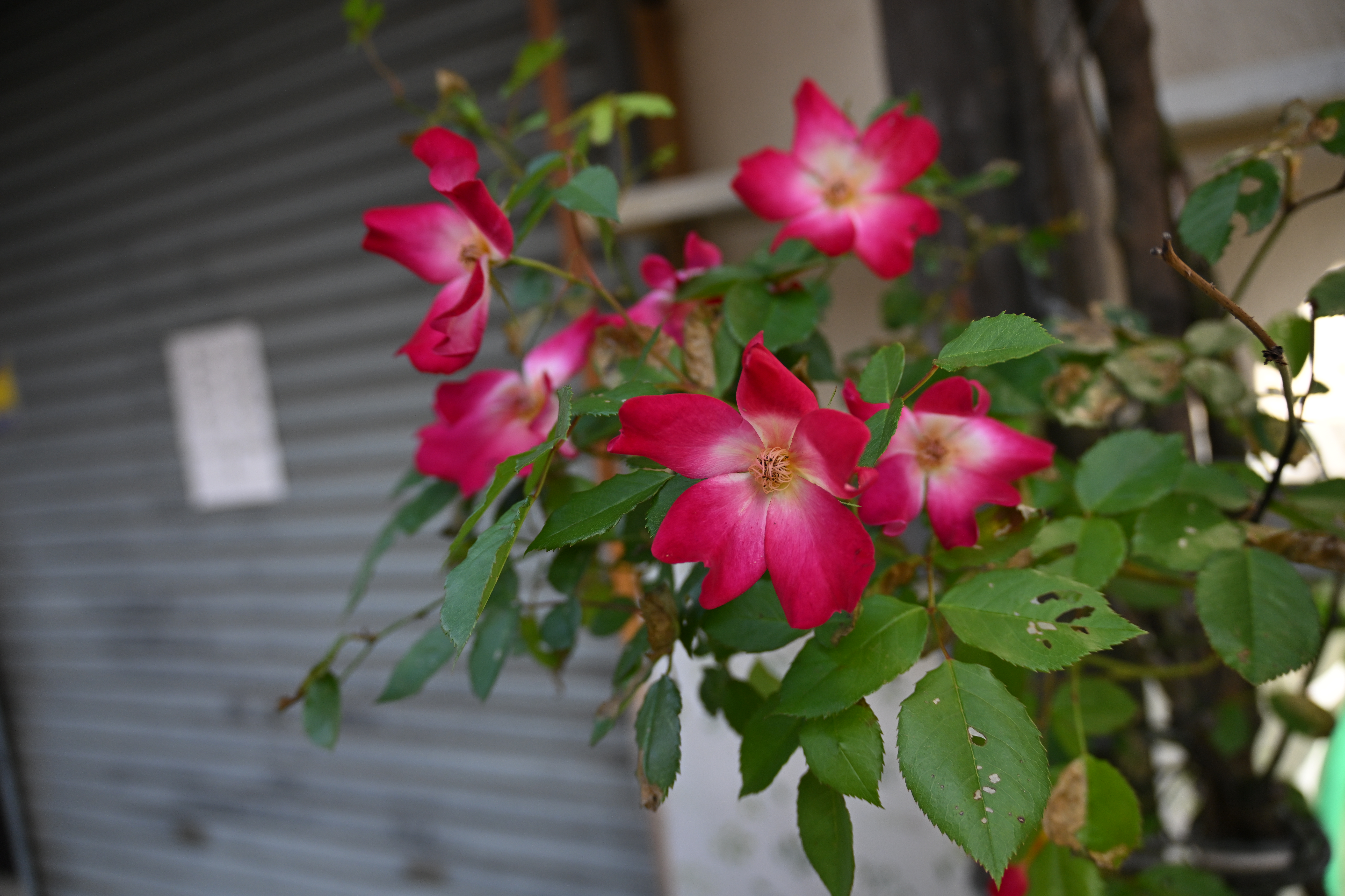 ニコン Z 8／NIKKOR Z 28-400mm f/4-8 VR／28mm／絞り優先AE（1/500秒、F4.0、−0.7EV）／ISO 400