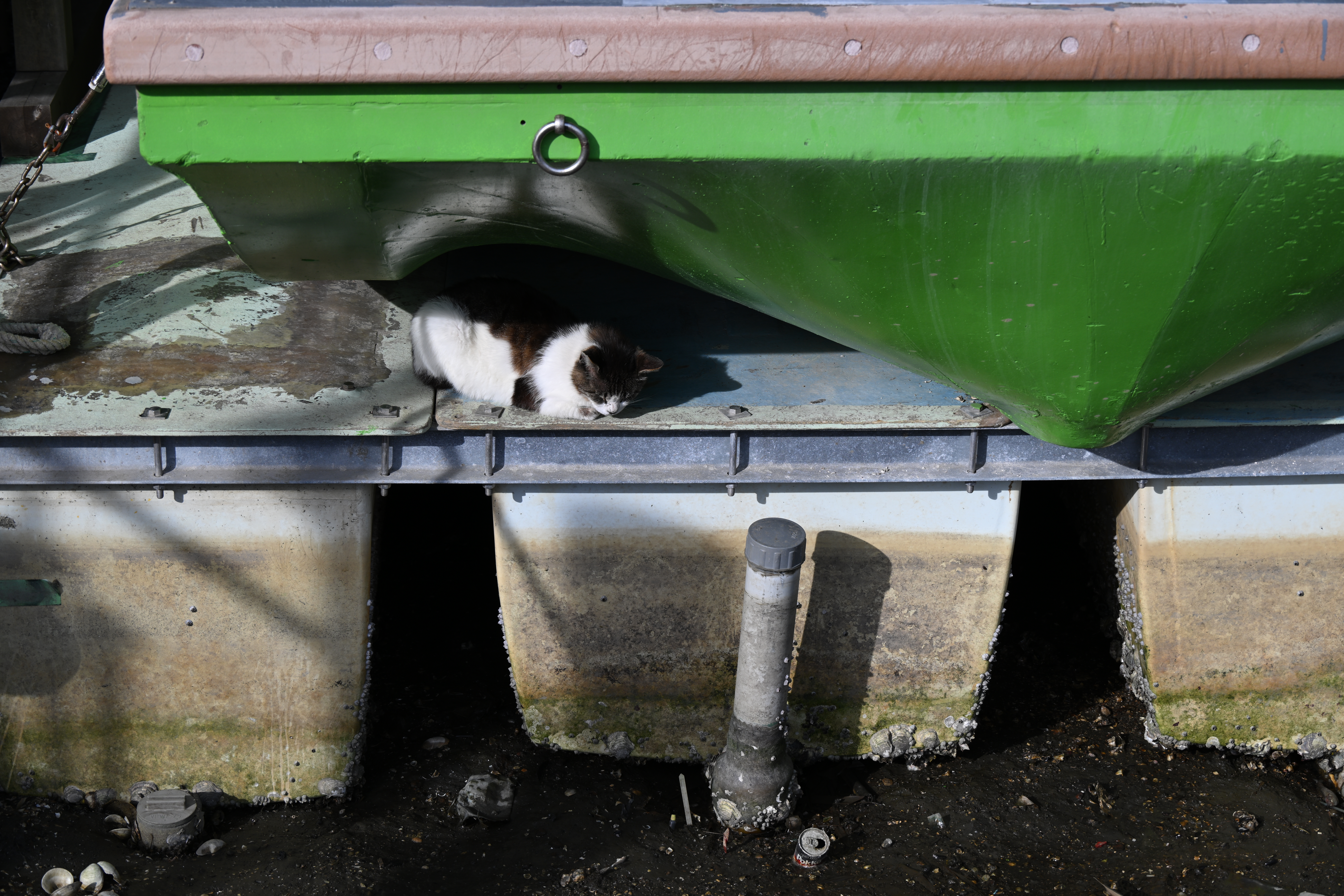 ニコン Z 8／NIKKOR Z 28-400mm f/4-8 VR／84mm／絞り優先AE（1/250秒、F8.0、−0.3EV）／ISO 100