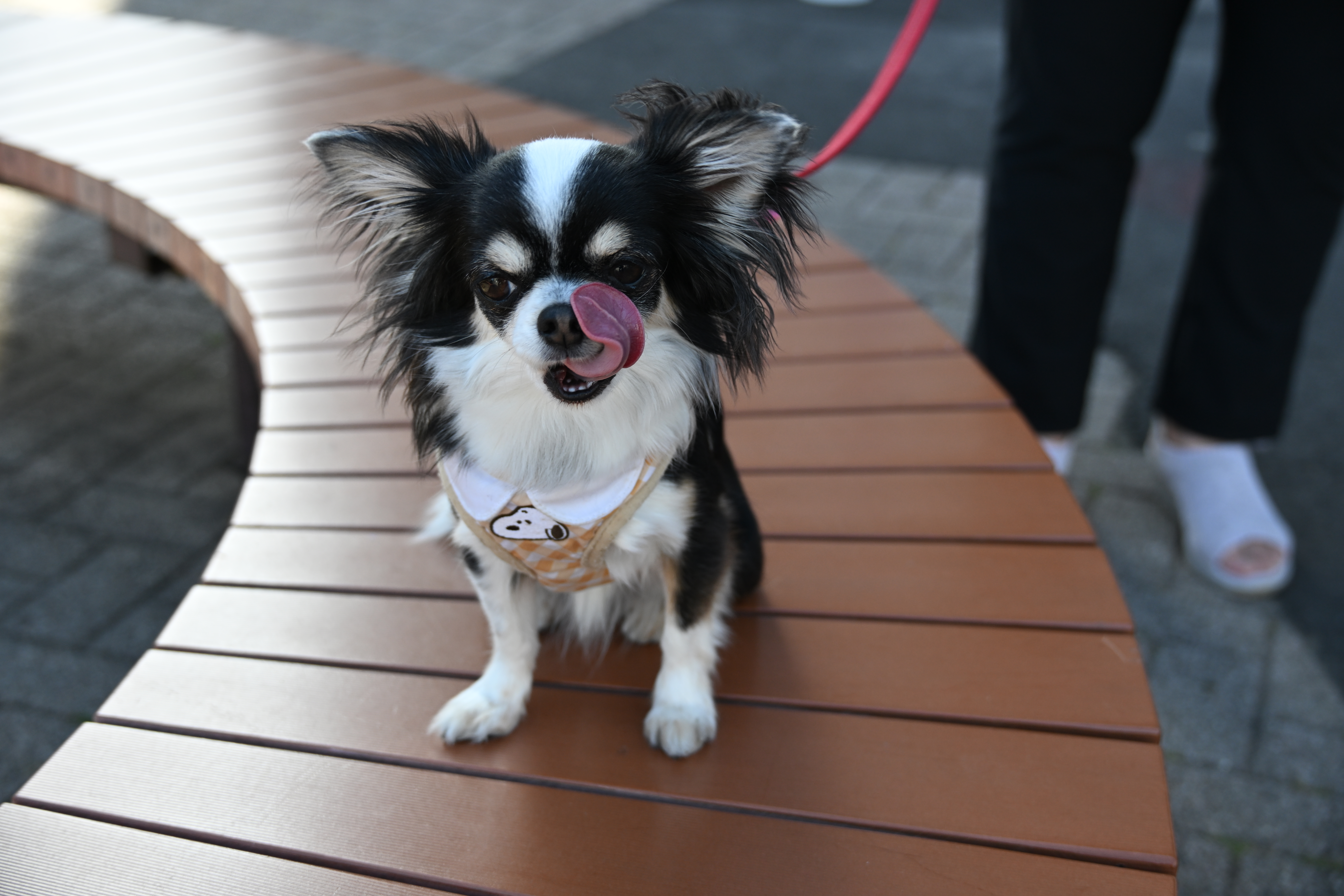 ニコン Z 8／NIKKOR Z 28-400mm f/4-8 VR／84mm／絞り優先AE（1/320秒、F5.6、±0.0EV）／ISO 400