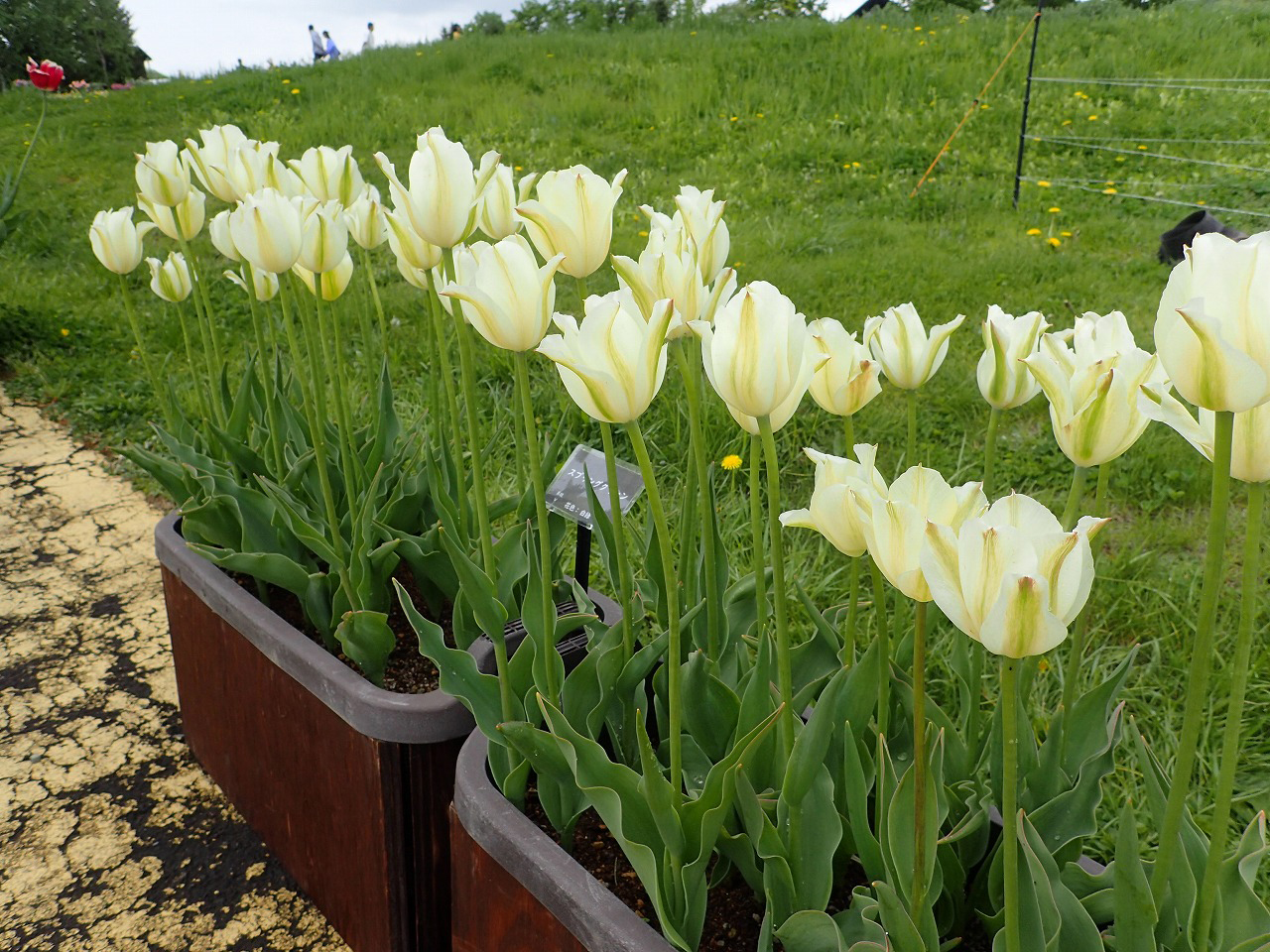 スプリンググリーン