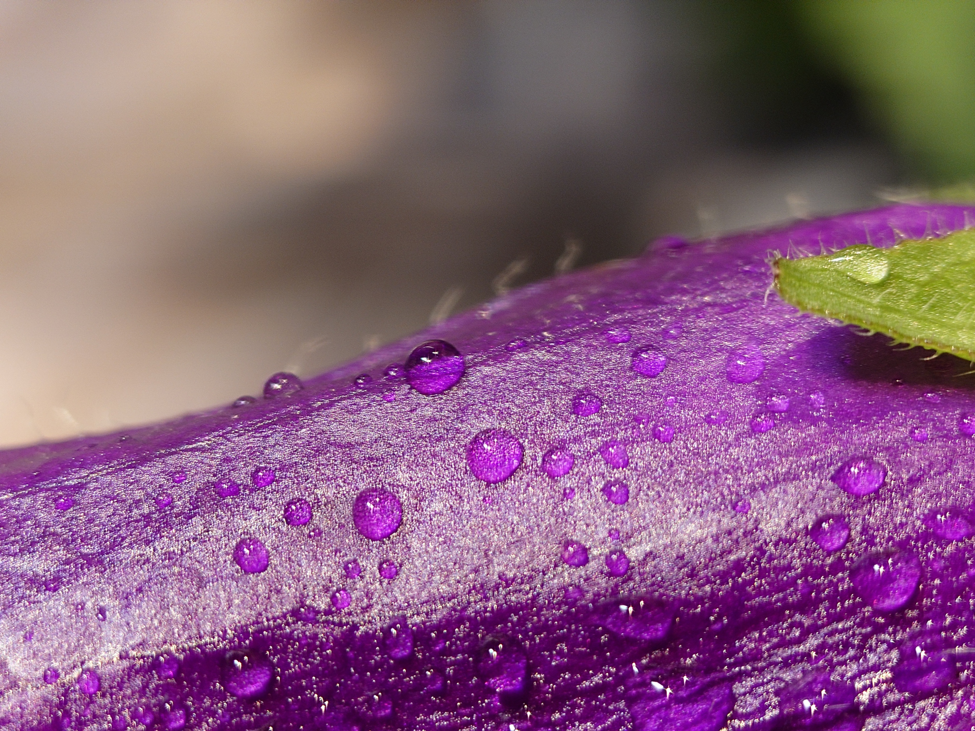 Xperia 1 VI／テレマクロモード／（F2.8・1/30秒）／ISO 125