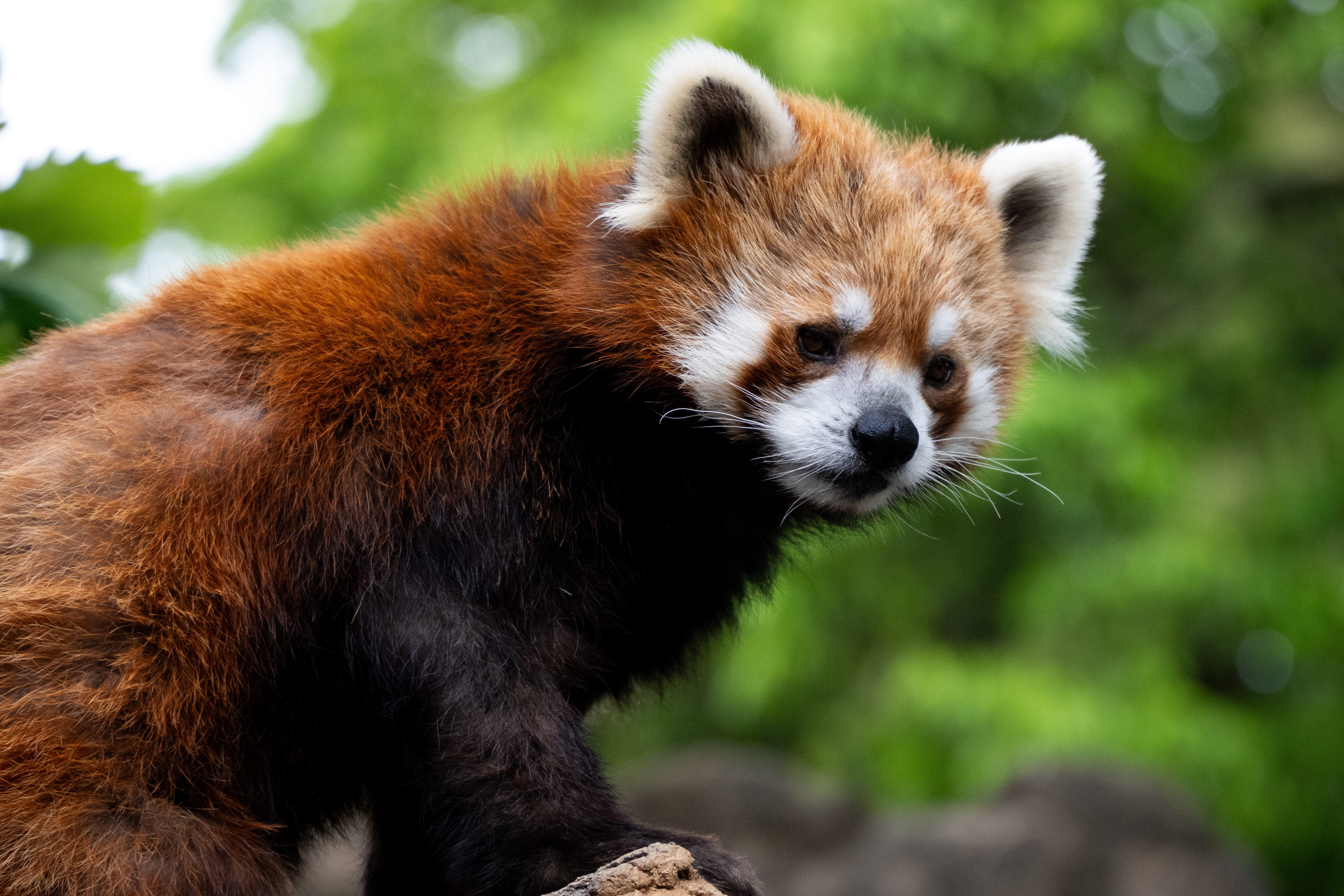 レッサーパンダに遭遇し、お約束として撮影。高感度設定すればF値は気にならず簡単に写せます。ただ、高周波成分の場所は少し重たいボケですね<br><span class="fnt-85">パナソニック LUMIX S5IIX／LUMIX S 28-200mm F4-7.1 MACRO O.I.S／200mm／プログラムオート（1/640秒、F8.0、−0.7EV）／ISO 3200</span>