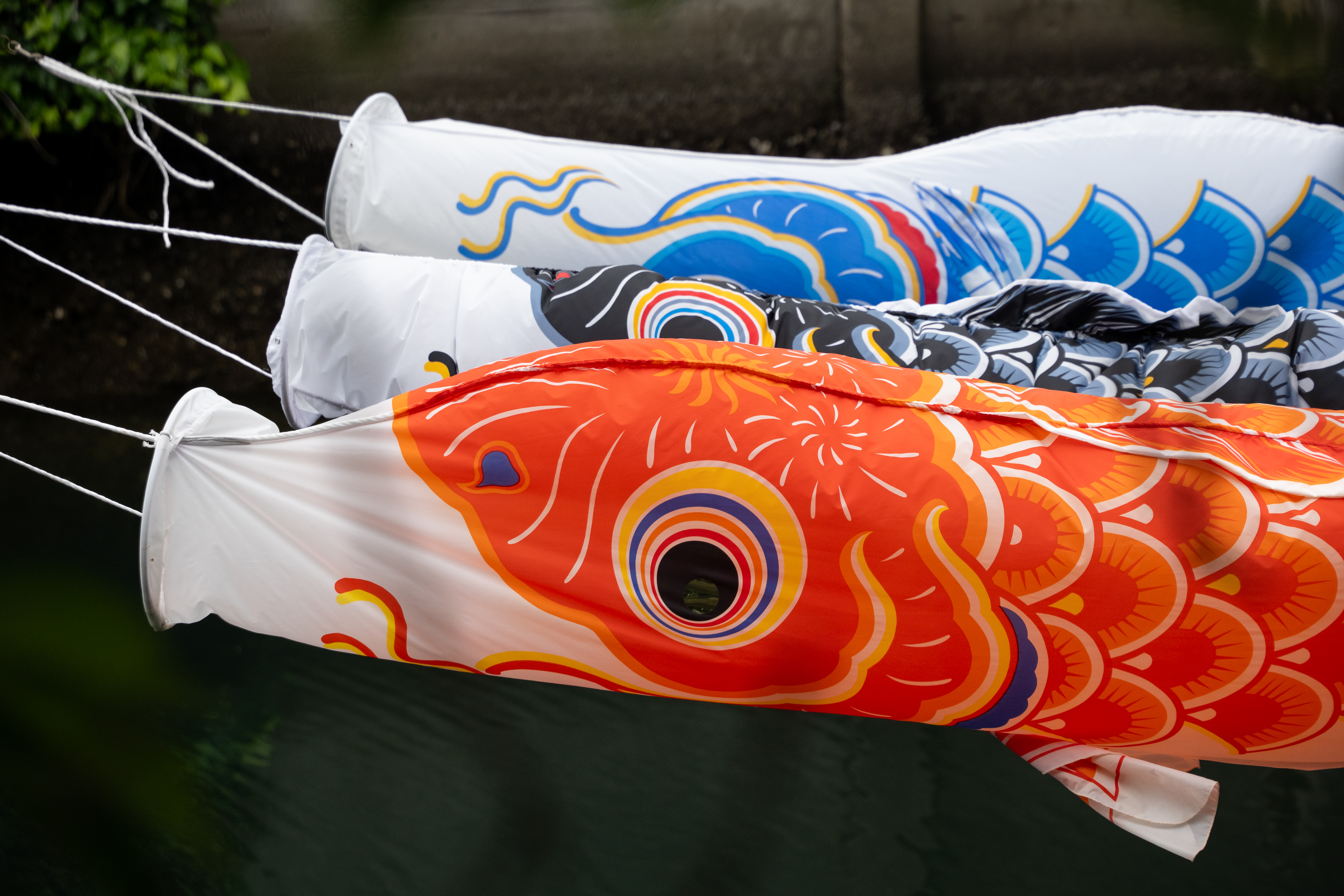 季節外れの鯉のぼりが泳いでいたところに遭遇しました。重なりの雰囲気も良かったです。意外とヌケがいい描写ですね<br><span class="fnt-85">パナソニック LUMIX S5IIX／LUMIX S 28-200mm F4-7.1 MACRO O.I.S／138mm／プログラムオート（1/500秒、F8.0、−0.3EV）／ISO 800</span>