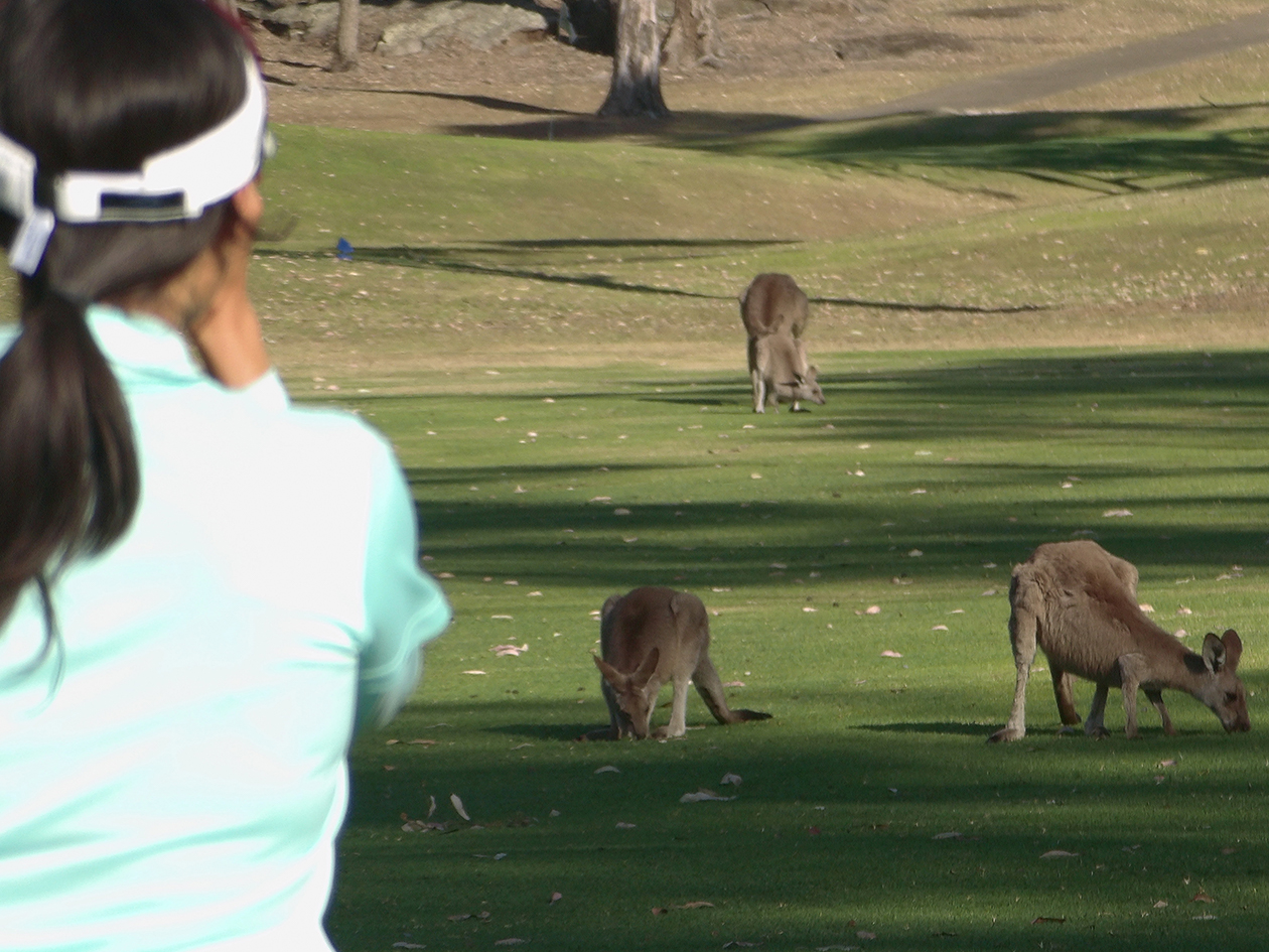 プレー中に遭遇した動物や風景などの撮影にも