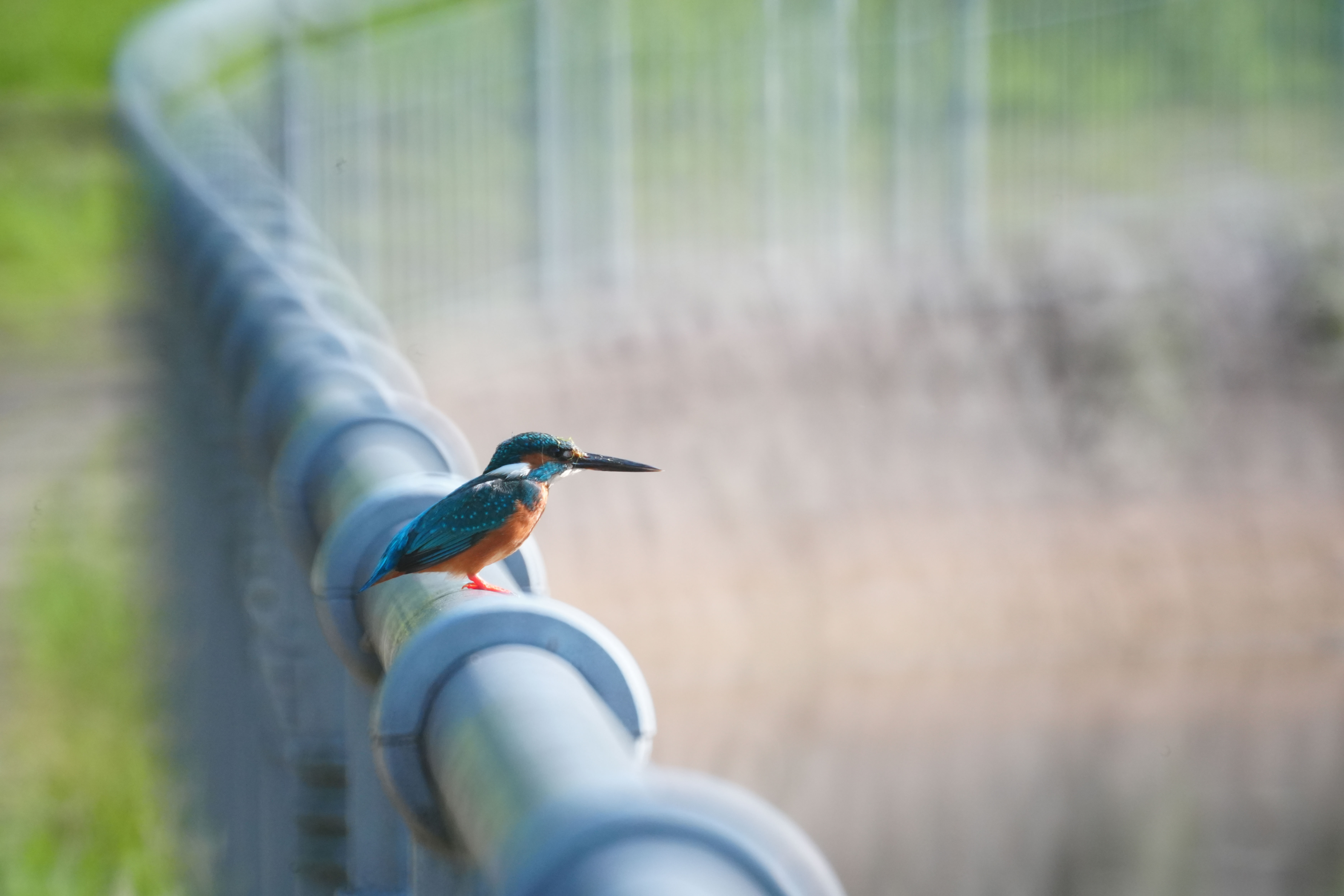 α7C II／SZ 500mm F8 Reflex MF／500mm／シャッター優先AE（1/1000秒、F8.0）／ISO 2500