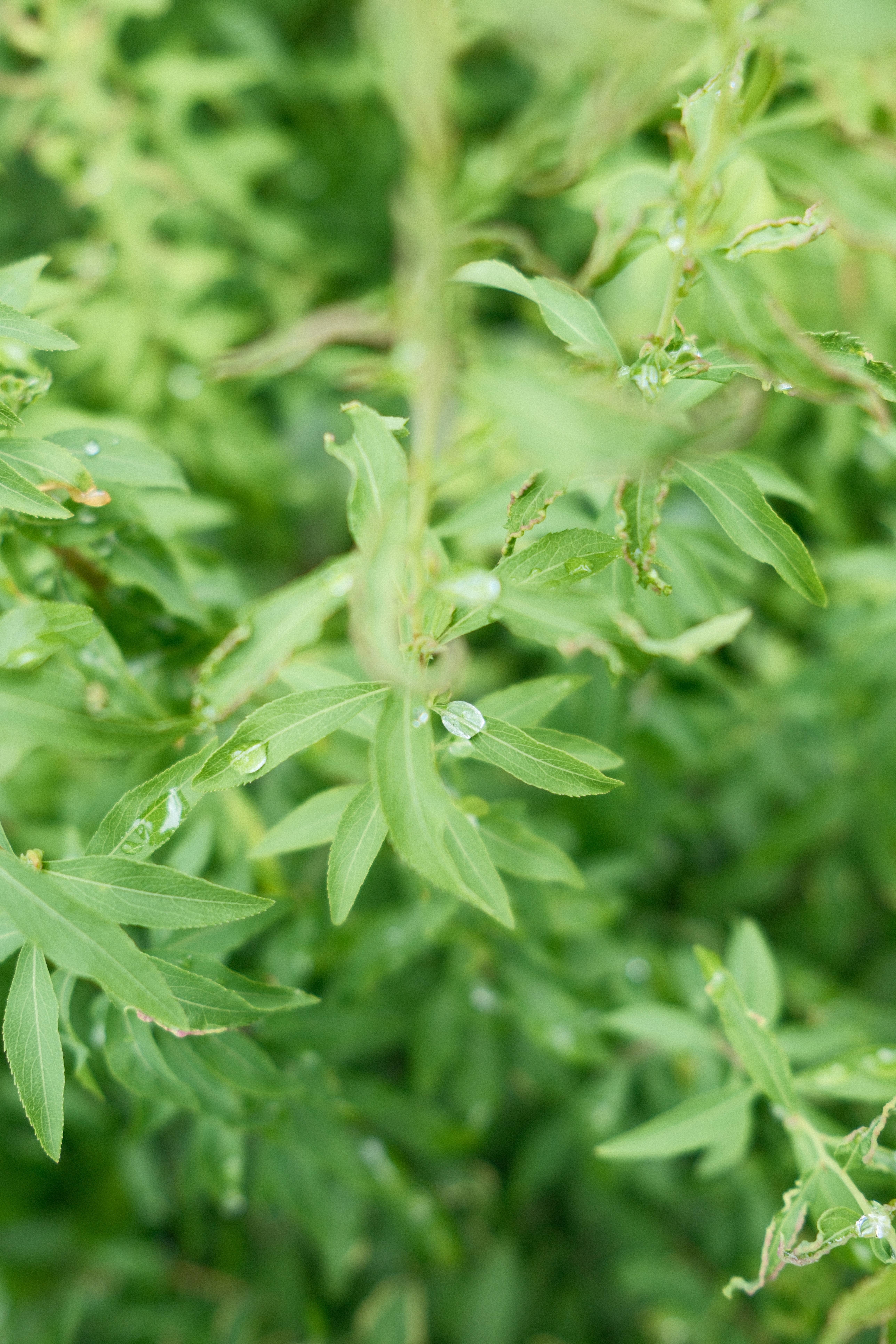このカットは撮影開始から5分程度の状況だが、カメラの挙動がちょいちょい怪しくなる事が気になったので、撮影を楽しむ方向に方針転換した。今回は撮影を楽しんだ過程を御覧いただきたい<br><span class="fnt-85">X-T50／XF23mmF2 R WR／23mm（35mm相当）／絞り優先AE（1/220秒・F3.6・＋1.0EV）／ISO 250／WB：オート／フィルムシミュレーション：PROVIA / スタンダード　グレイン・エフェクト・強度 大 / 粒度 小</span>