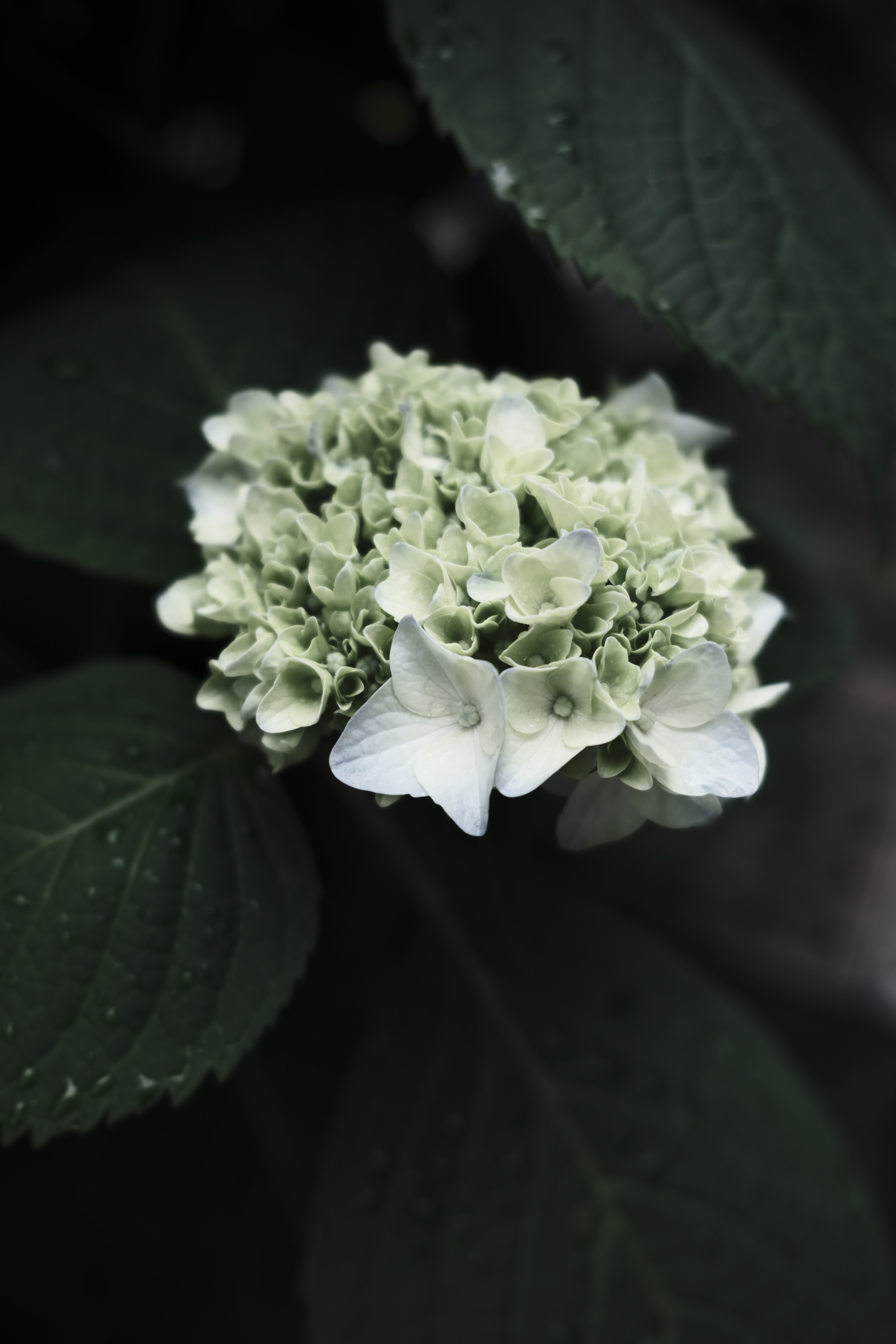 「紫陽花だ！」と再開を喜びつつパチリ。いつもの作例撮影であればPRO Neg.Stdで撮り再現性についてチェックするところだが、上述の通り今回は「楽しむ」を重視したのでETERNAブリーチで趣味に振って表現してみた。こうした条件で動物認識を適用しているとAFの挙動が安定しなかった。<a href="https://dc.watch.impress.co.jp/docs/review/newproduct/1589752.html">GFX100S IIのレビュー</a>でも触れていますが、ETERNAブリーチの暗い緑の表現が大変素晴らしいと感じています。<br><span class="fnt-85">X-T50／XF23mmF2 R WR／23mm（35mm相当）／絞り優先AE（1/300秒・F3.6・－0.3EV）／ISO 250／WB：オート／フィルムシミュレーション：ETERNAブリーチバイパス　グレイン・エフェクト・粒度 小</span>