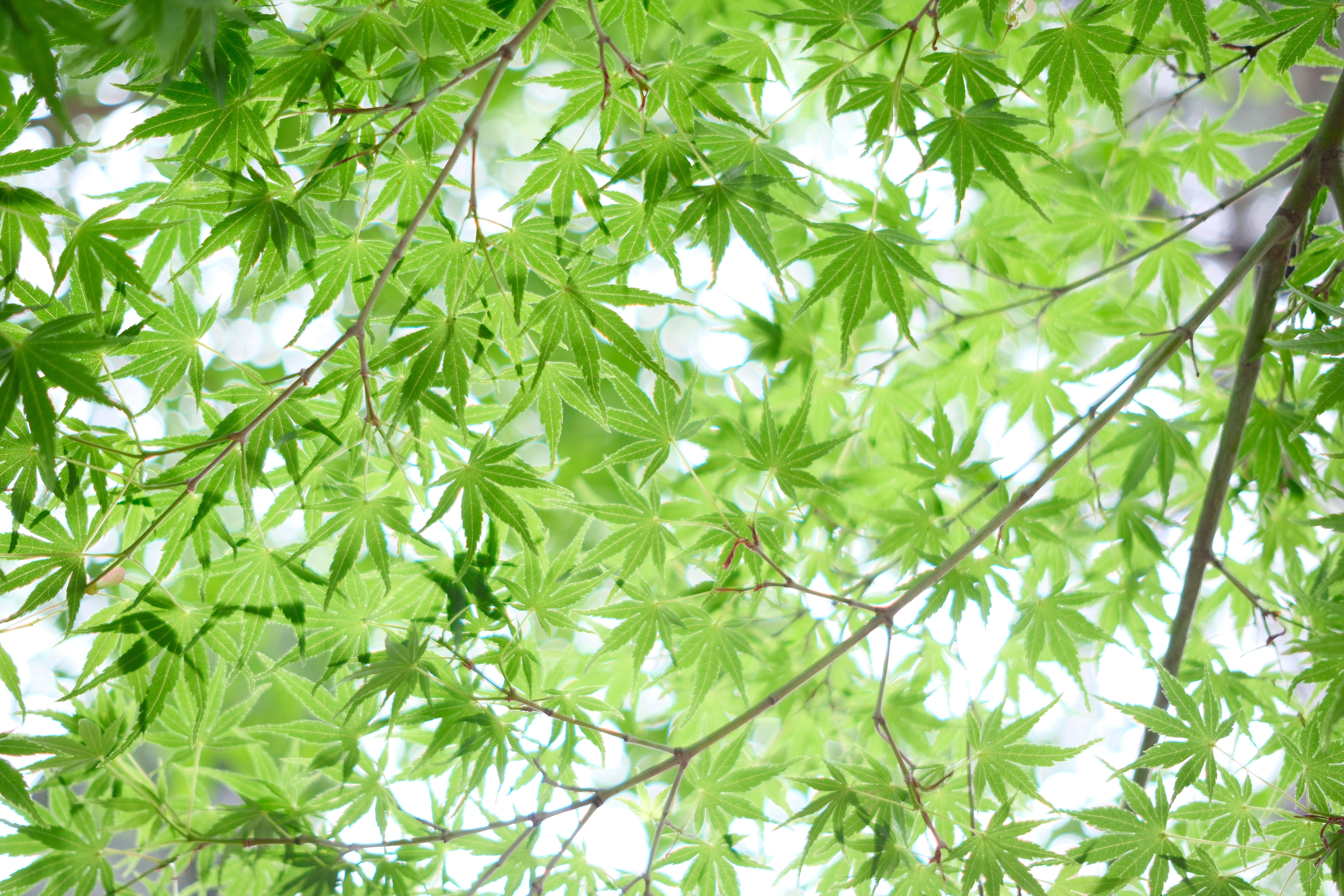 このレンズは近接時かつ絞りが開いている状況ではホワホワした写りになるので、それを活かして雨上がりの湿度感を表現できれば、と試行錯誤してみた。こうした似たような形状が繰り返し存在するシーンでのワイド/トラッキングAFの安定感は、従来機で撮影した時の記憶よりも改善しているように感じられた<br><span class="fnt-85">X-T50／XF23mmF2 R WR／23mm（35mm相当）／絞り優先AE（1/110秒・F2.2・＋2.2EV）／ISO 250／WB：オート／フィルムシミュレーション：PROVIA / スタンダード　グレイン・エフェクト・粒度 小</span>