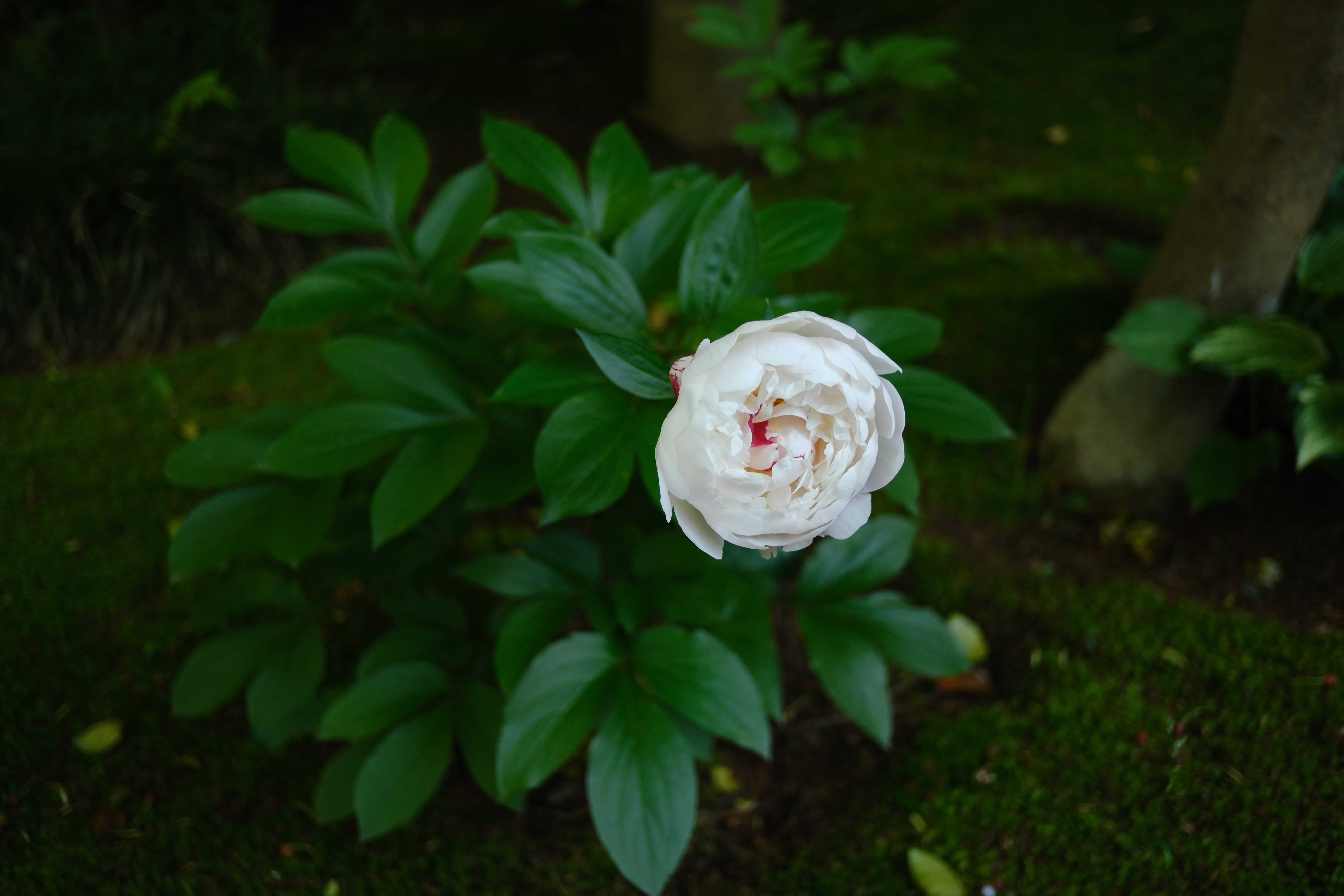 X-H2S／COLOR-SKOPAR 18mm F2.8 Aspherical X-mount／18mm（28mm相当）／絞り優先AE（1/200秒、F2.8）／ISO 400