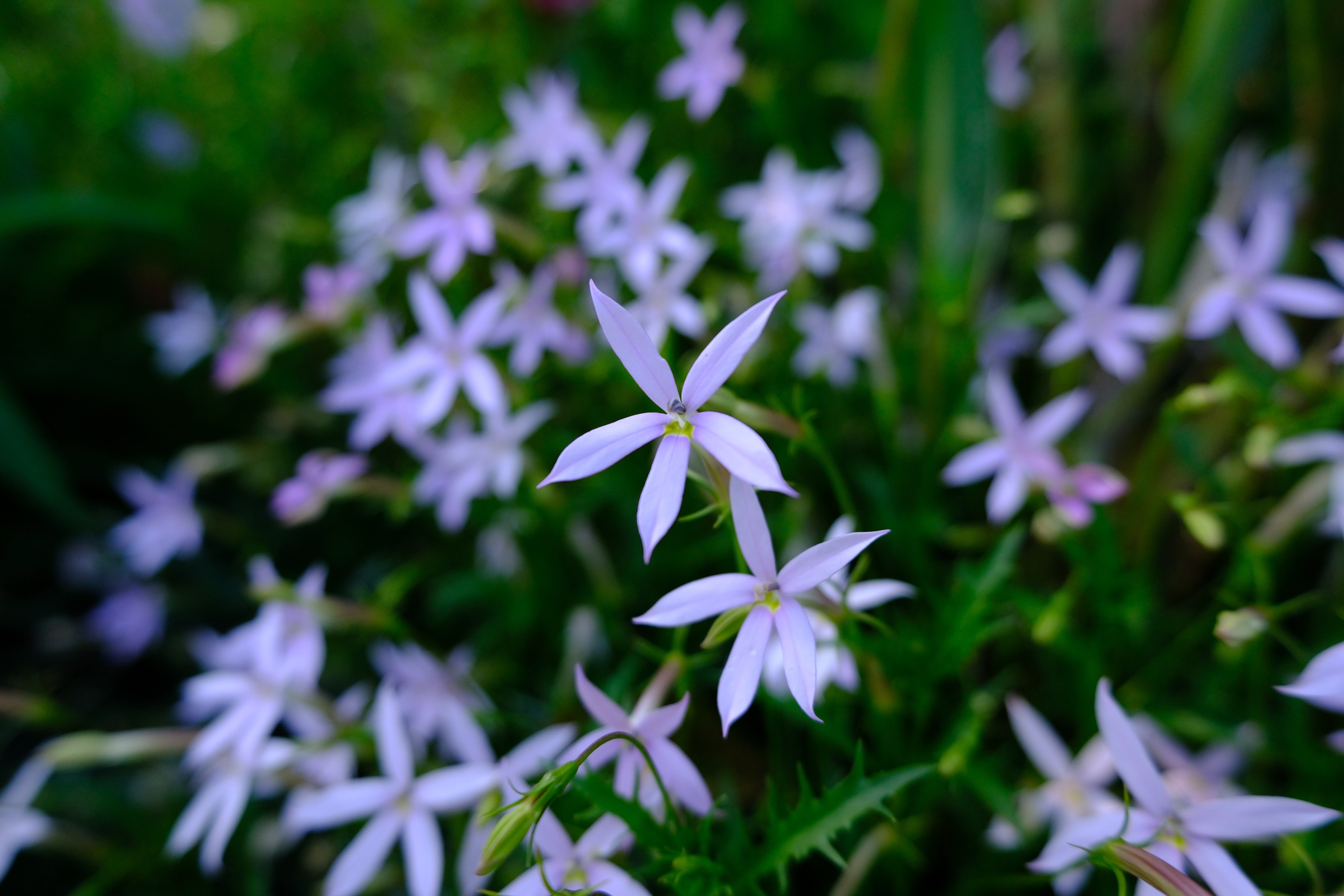 <span class="fnt-85">富士フイルム X-H2S／XF16-50mmF2.8-4.8 R LM WR／16mm（24mm相当）／絞り優先AE（1/1,000秒、F2.8、−0.3EV）／ISO 400</span>
