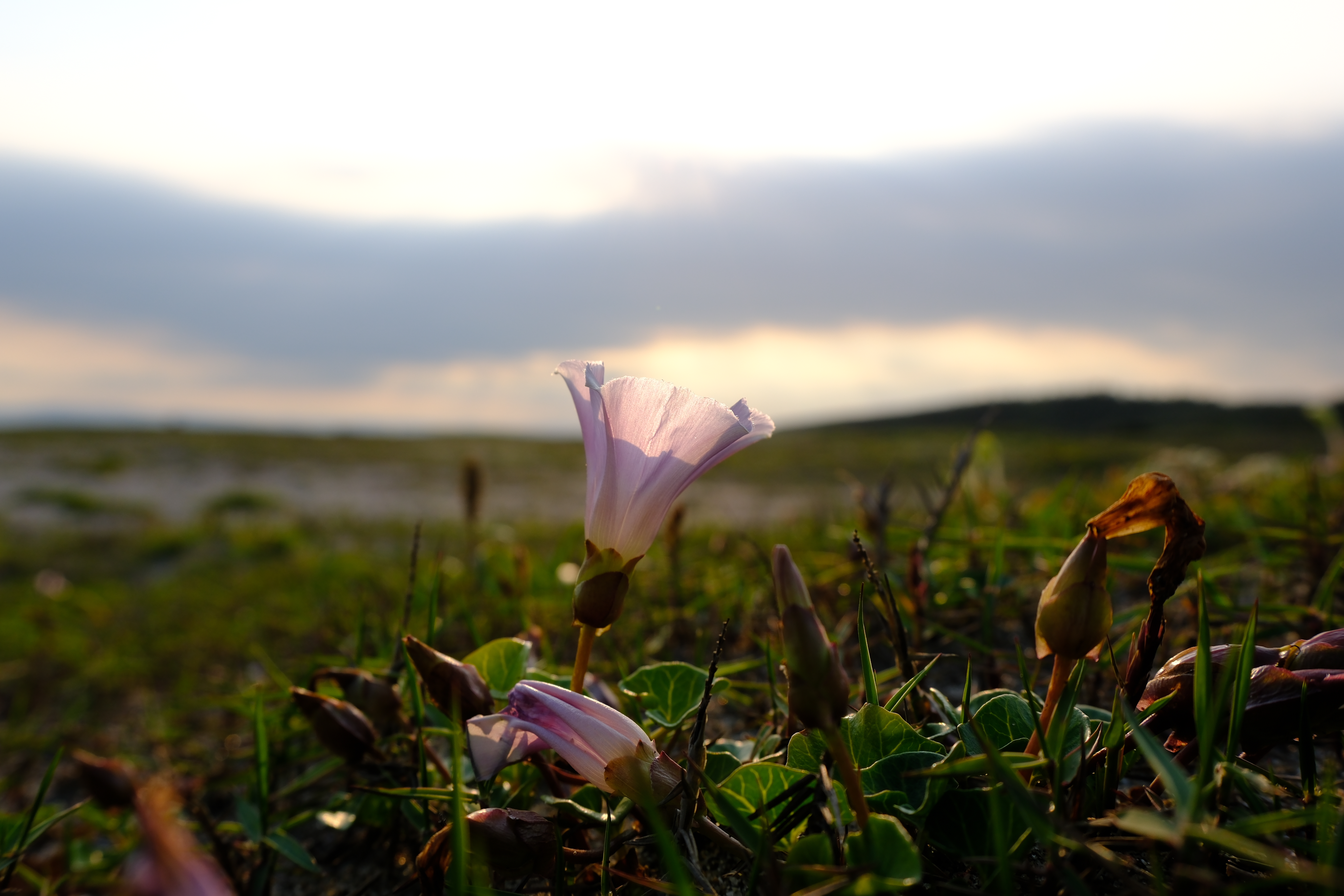 <span class="fnt-85">富士フイルム X-H2S／XF16-50mmF2.8-4.8 R LM WR／16mm（24mm相当）／絞り優先AE（1/680秒、F5.6、−0.7EV）／ISO 160</span>