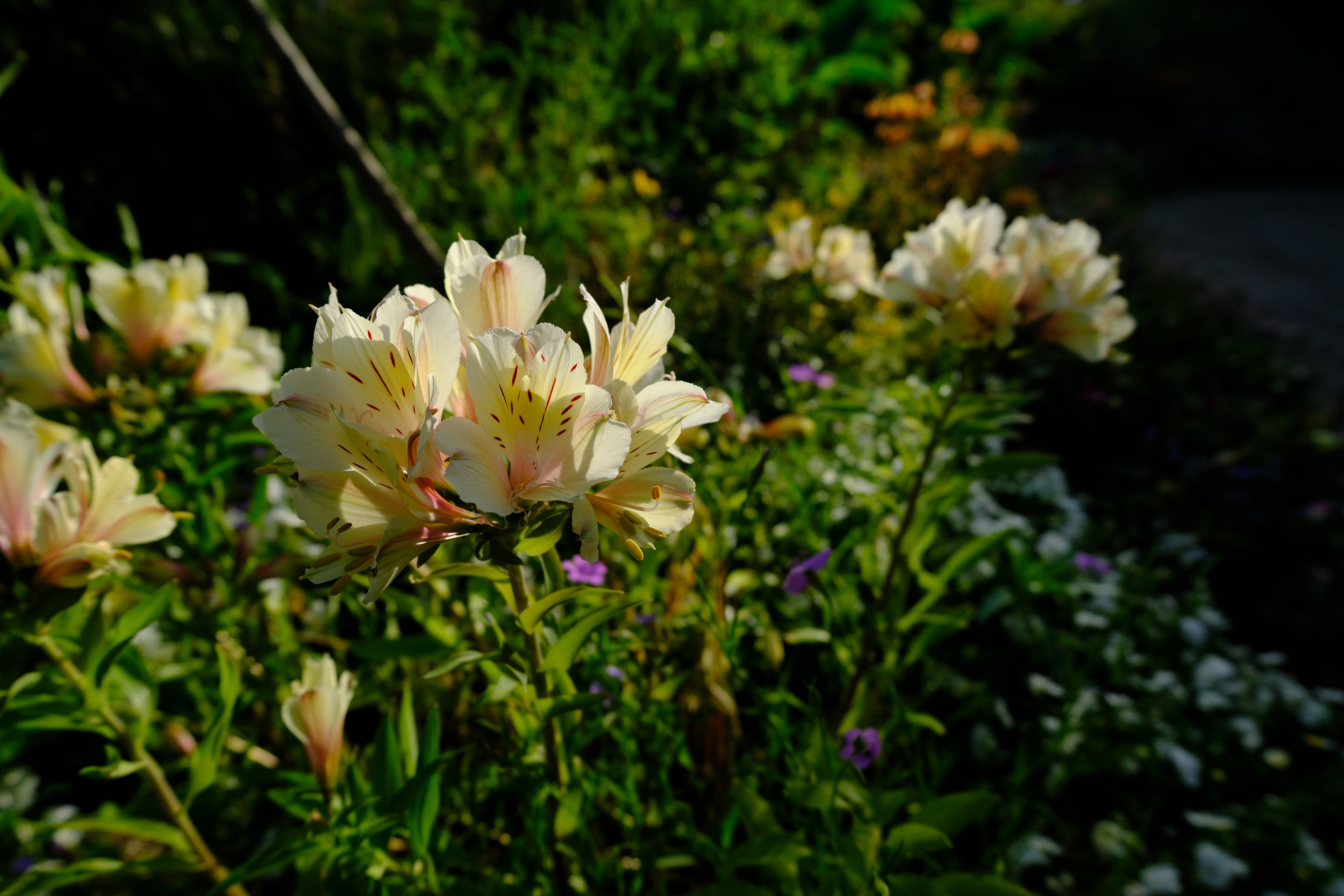 <span class="fnt-85">富士フイルム X-H2S／XF16-50mmF2.8-4.8 R LM WR／16mm（24mm相当）／絞り優先AE（1/3,800秒、F4.0、−0.7EV）／ISO 400</span>