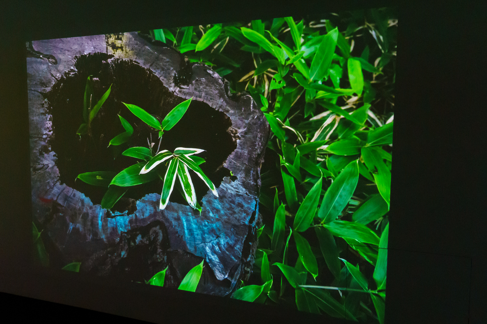 明暗のバランスもよく、佐藤氏によれば色も外れていないという