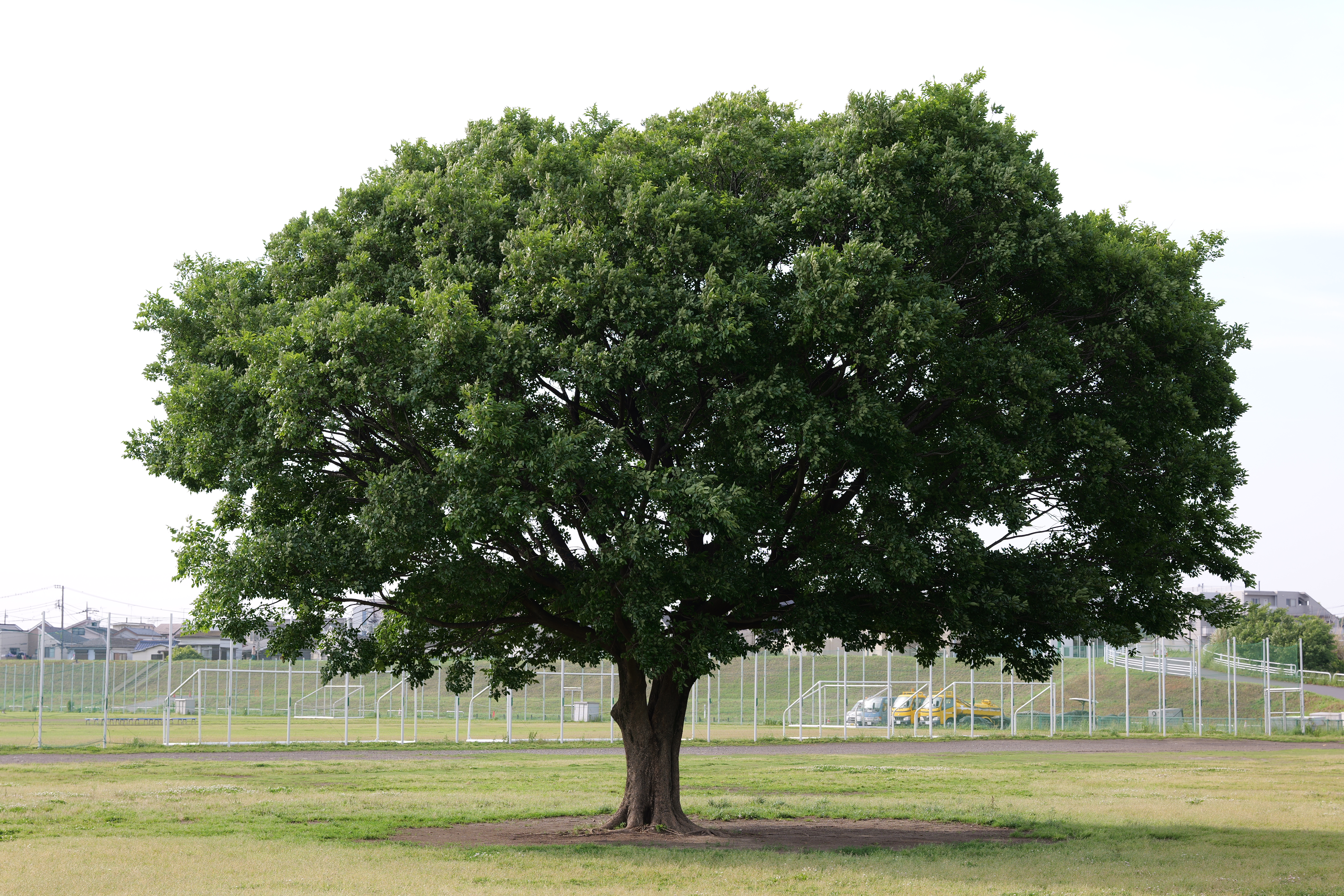 パナソニック LUMIX S5II／SIGMA 24-70mm F2.8 DG DN II｜Art／70mm／絞り優先AE（1/160秒、F5.6、±0.0EV）／ISO 100