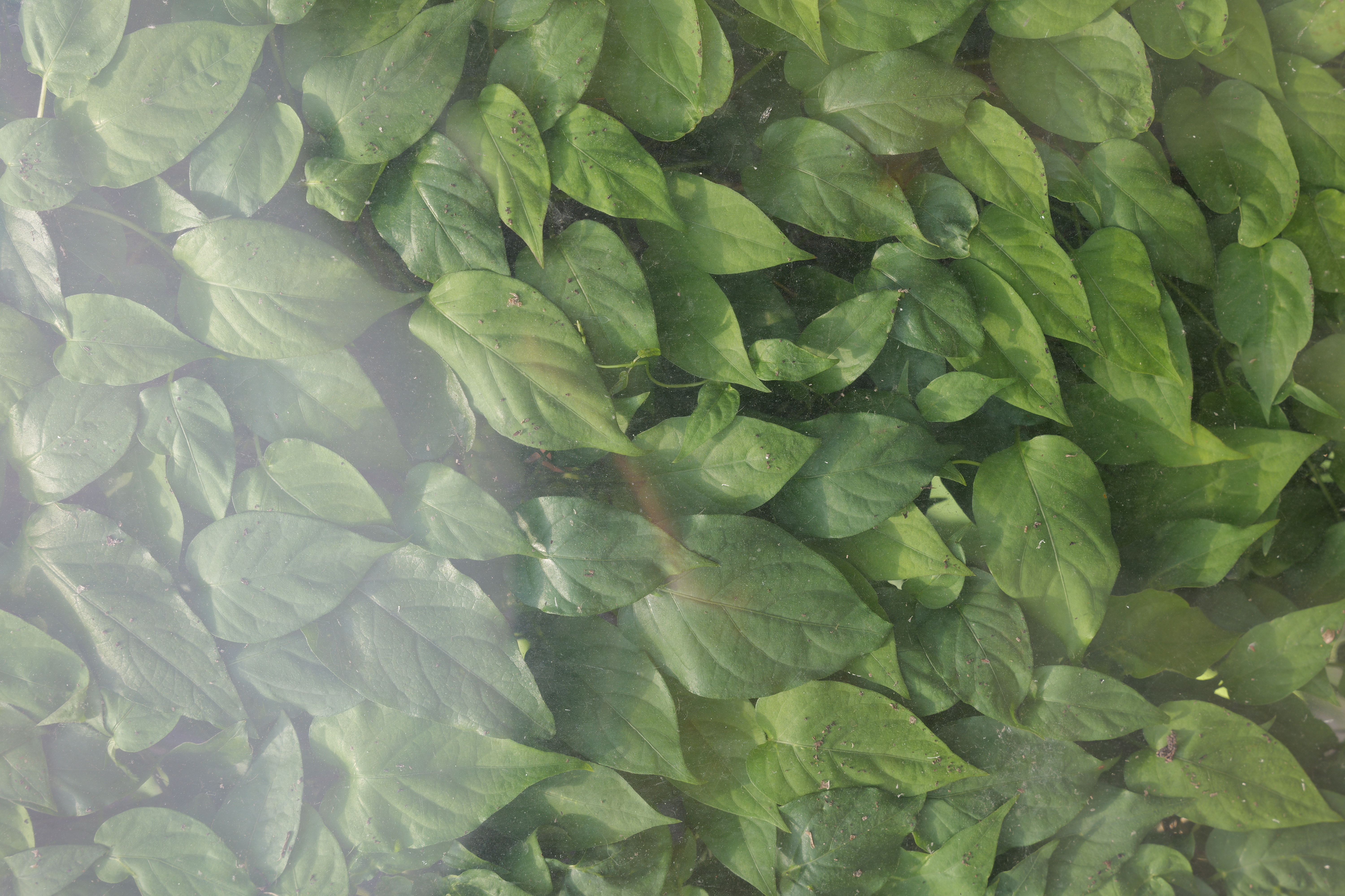 パナソニック LUMIX S5II／SIGMA 24-70mm F2.8 DG DN II｜Art／65mm／絞り優先AE（1/200秒、F5.6、±0.0EV）／ISO 100